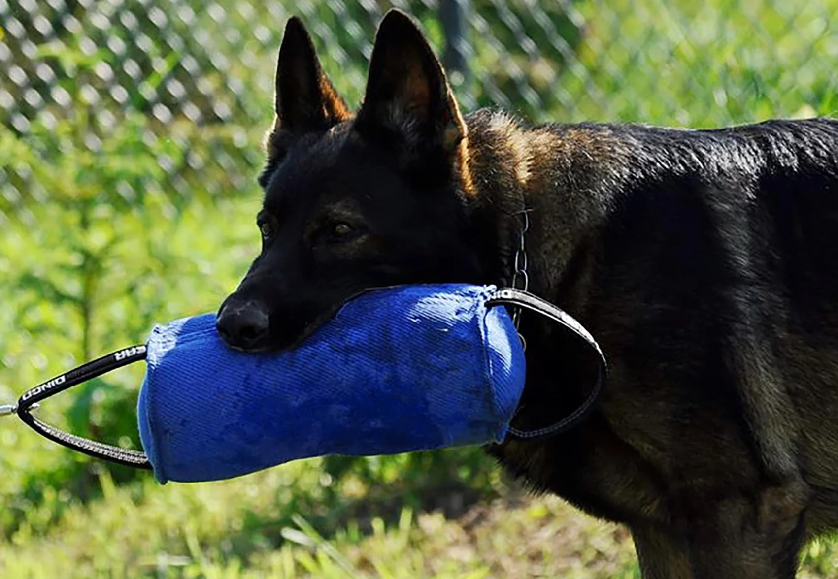 DINGO GEAR Berta Tug Toy a forma di caramella per addestramento al morso, IGP, Fetch, Prey Drive, obbedienza, sport per cani, rimorchiatore in materiale francese con 2 manici, blu (S00097)