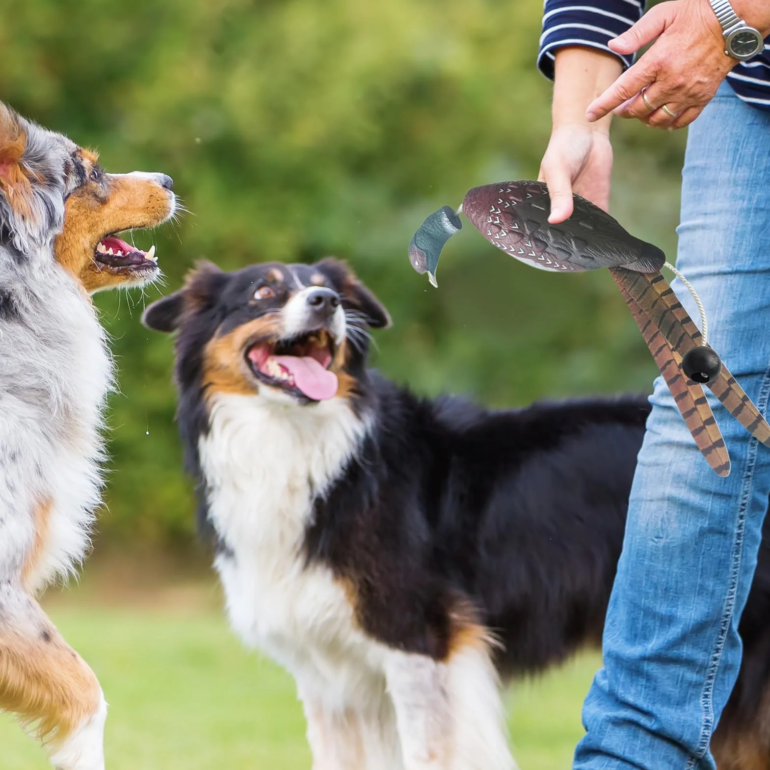Manichino da Riporto per Cani da Cortile - Simulazione realistica del Fagiano, Robusto, Giocattolo didattico, dimensionalmente Stabile, Pratico, Modellato per l'addestramento de