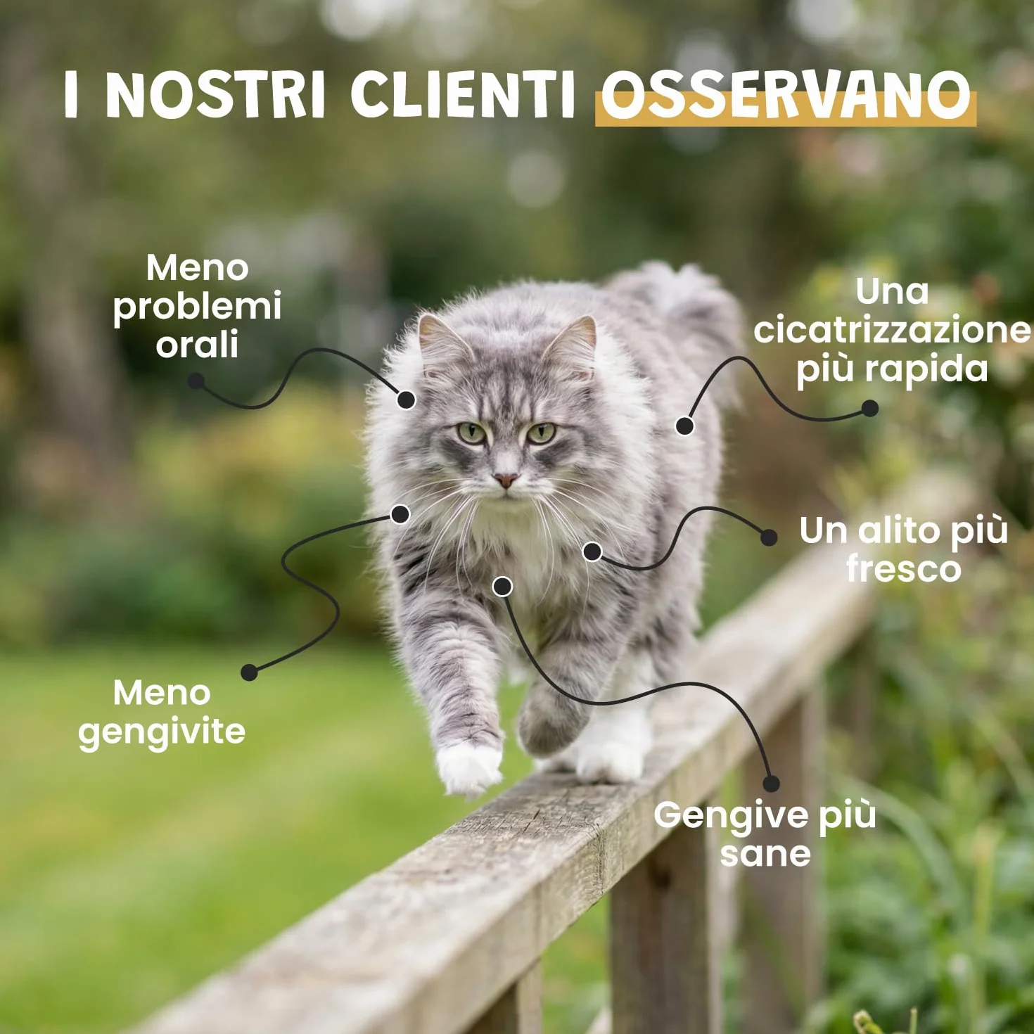 Spray Propoli Pura 100ml per Cani e Gatti | Igiene Orale, Placca & Alito Cattivo | Antibatterico & Antifungino Naturale | Senza Alcool | 3-4 Spruzzi 2-3x Settimana | Museau & Co