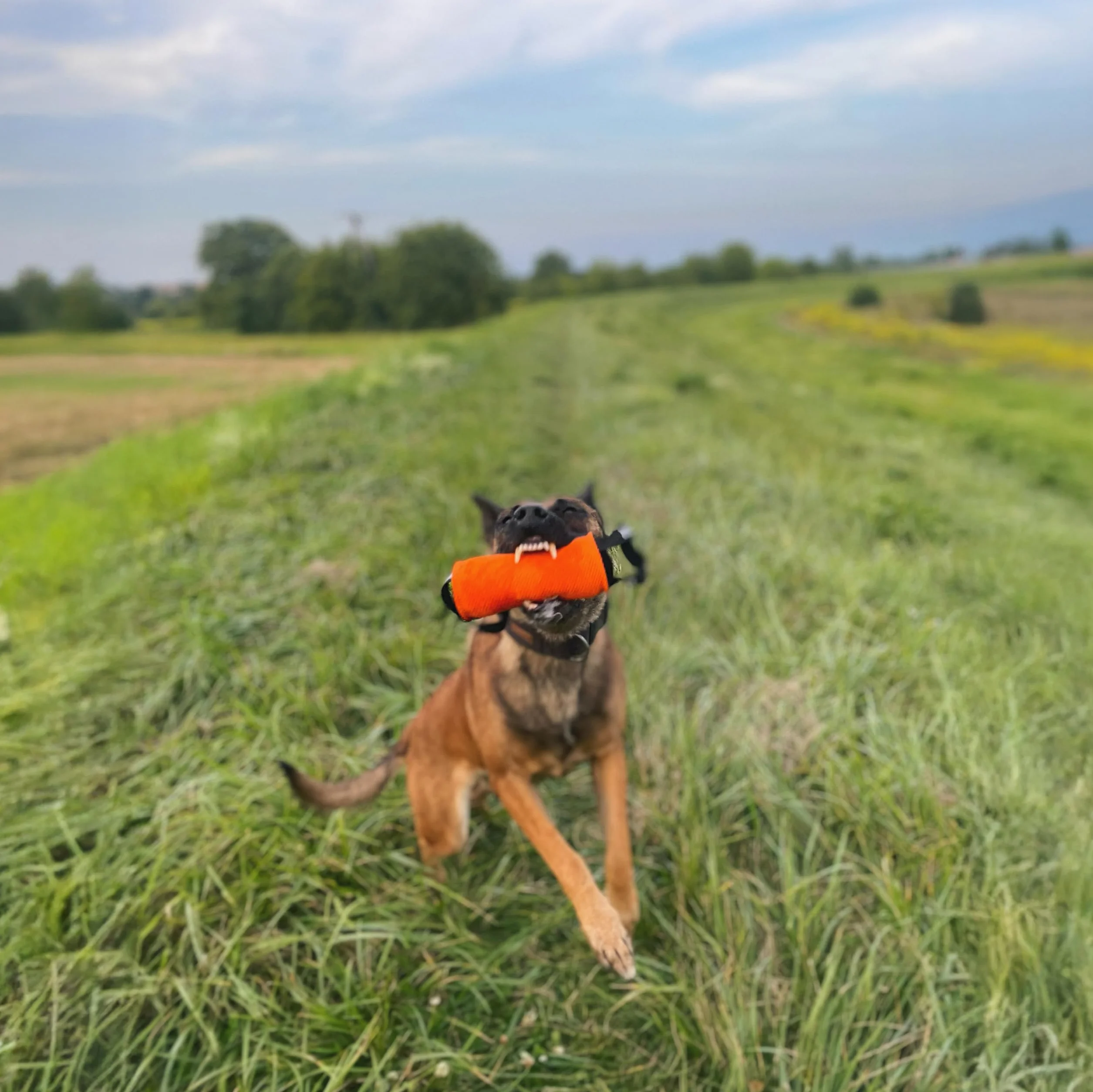 Dingo Gear S02805 - Giocattolo da Traino, a Forma di Cilindro, per lezioni di morso K9, IGP, Sport per Cani, Recupero, tiro alla Fune, Gioco, 2 Manici, Culla in Nylon Arancione, 15 x 8 cm