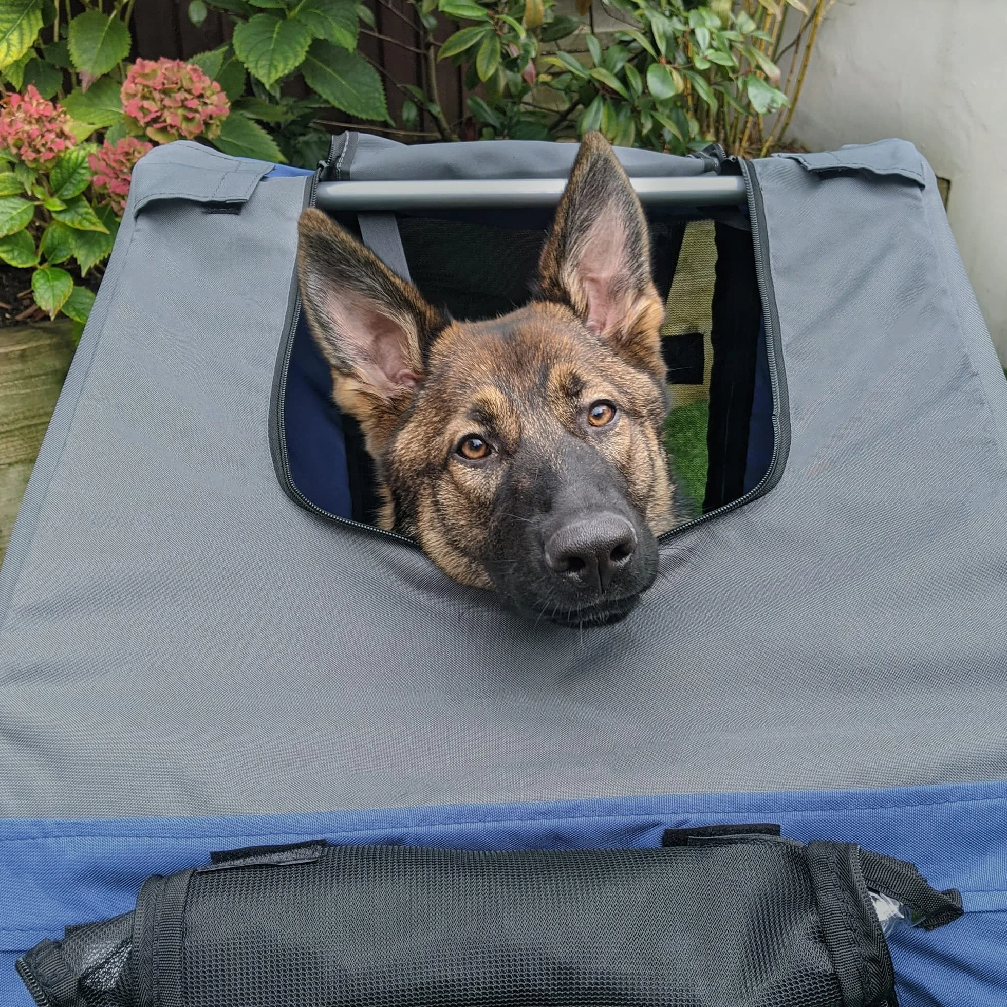 PawHut Rimorchio da Bicicletta per Cani e Gatti 2 Grandi Ruote da 50cm Buona Ventilazione Bandiera di Sicurezza Resistente alle Intemperie Acciaio e Tessuto Oxford