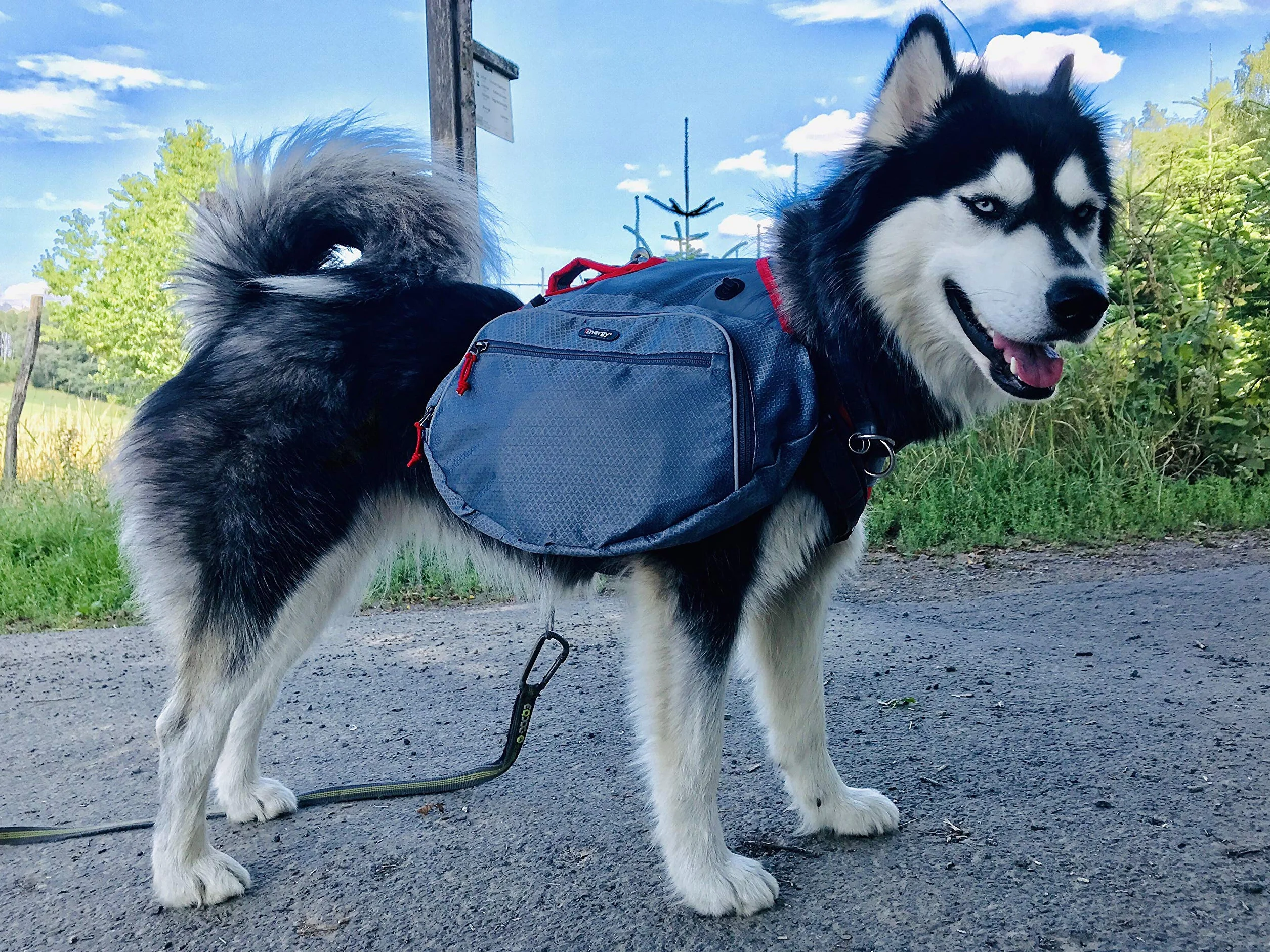 iEnergy Zaino per cani MAE - Pettorina 2in1 e zaino removibile per cani - Impermeabile e comprensivo di due borracce con tasche termiche, Grigio, Medio
