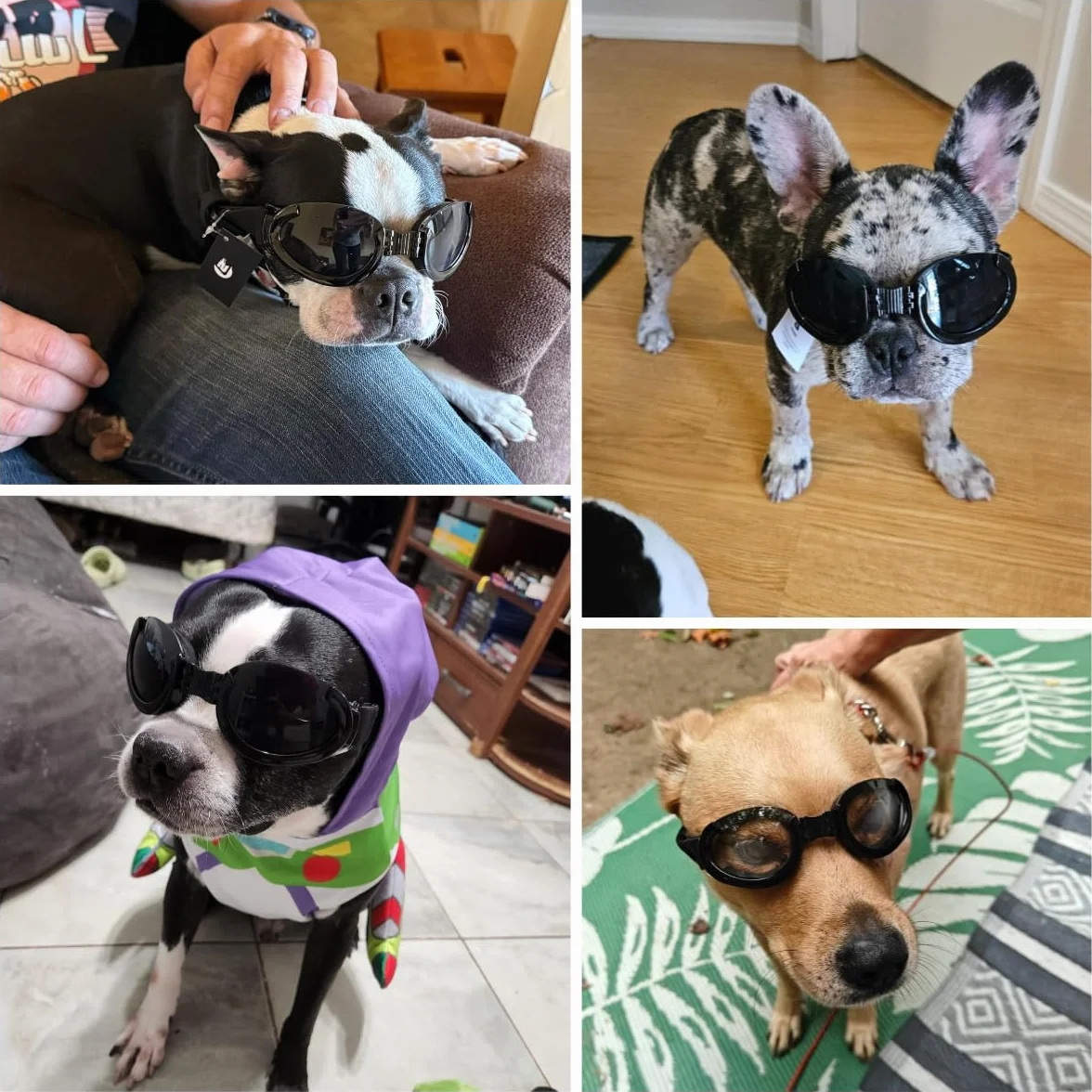 Occhiali da sole per cani resistenti ai raggi UV, con lenti intercambiabili, per cani di piccola e media taglia, equitazione/guida/viaggio all'aperto