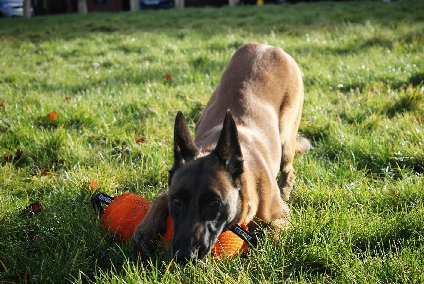DINGO GEAR Berta Tug Toy a forma di caramella per addestramento al morso, IGP, Fetch, Prey Drive, obbedienza, sport per cani, rimorchiatore in materiale francese con 2 manici, blu (S00097)