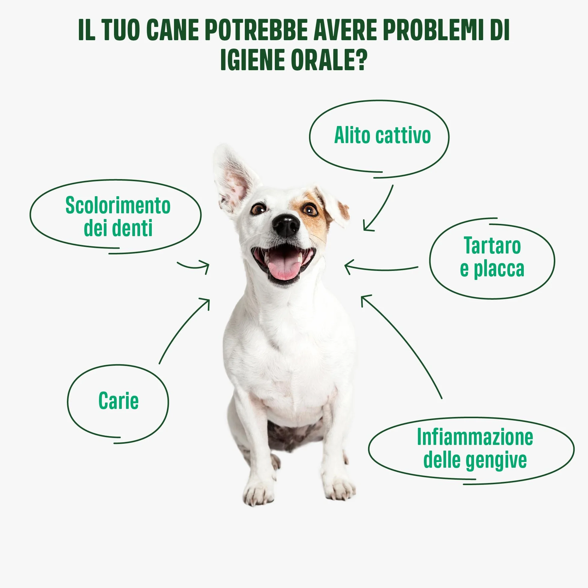 ivvi dental - snack per l'igiene dentale dei cani. Menta, prezzemolo, finocchio, camomilla, olio di cocco, alghe brune. 60 snack con pollo. Favorisce denti sani, alito fresco e gengive sane