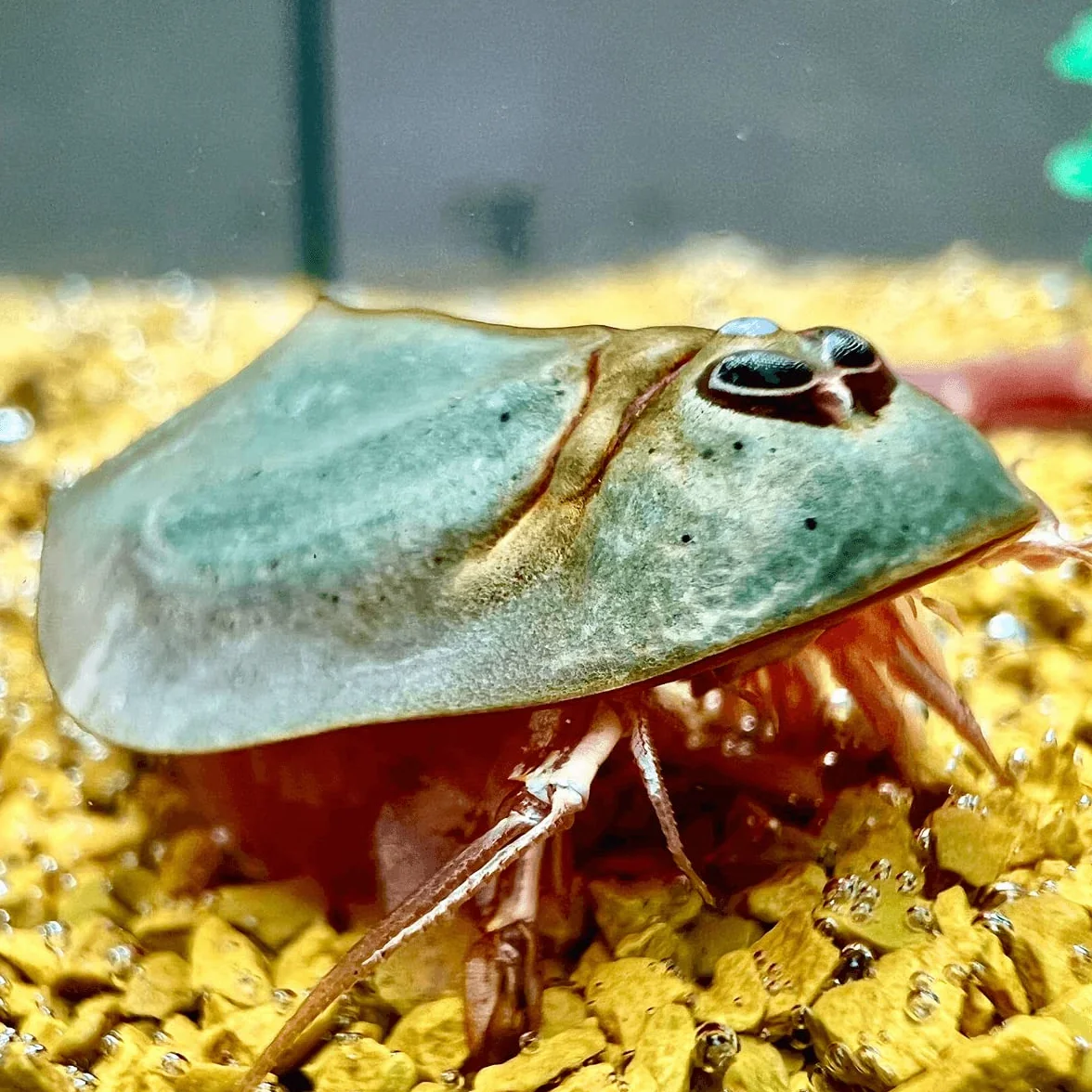 Zestaw do hodowli Triops longicaudatus z pokarmem