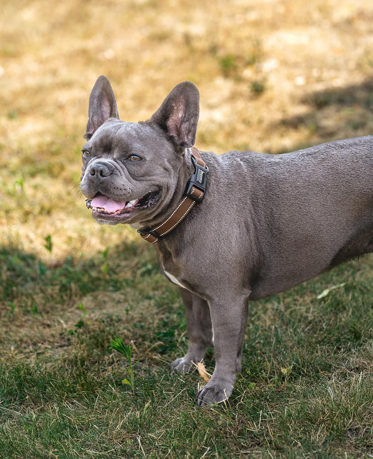 lionto Collare per cani imbottito in nylon riflettente impermeabile regolabile, taglia S, marrone