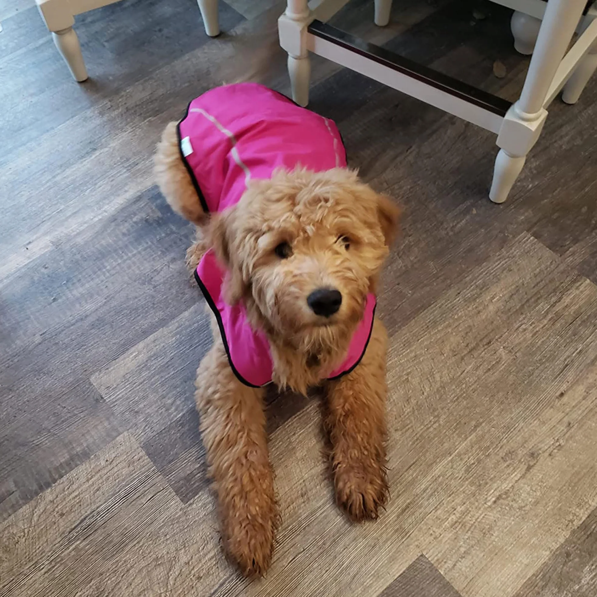 Mile High Life Impermeabile per cani | Abbigliamento per animali domestici regolabile | Giacca antipioggia leggera con striscia riflettente | Chiusura facile da inserire, rosa acceso, media