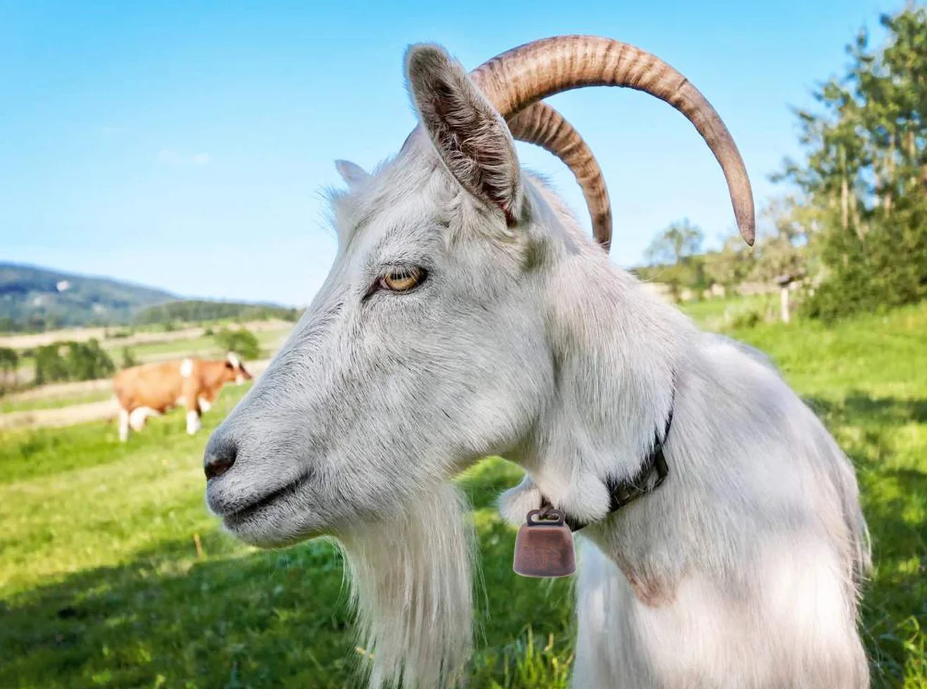 4 campane in rame per cani e gatti, per animali domestici, mucca, cavallo, pecora, pascolo, piccole campane in ottone