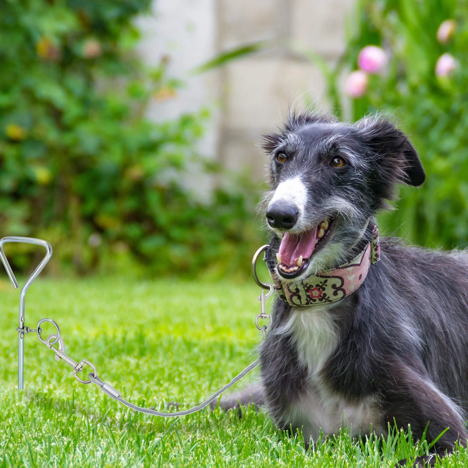 Fascetta per cani in acciaio di alta qualità, con picchetto a spirale da 30,5 cm, per esterni, campeggio, cuccioli, animali domestici e cani di media taglia (5 m)