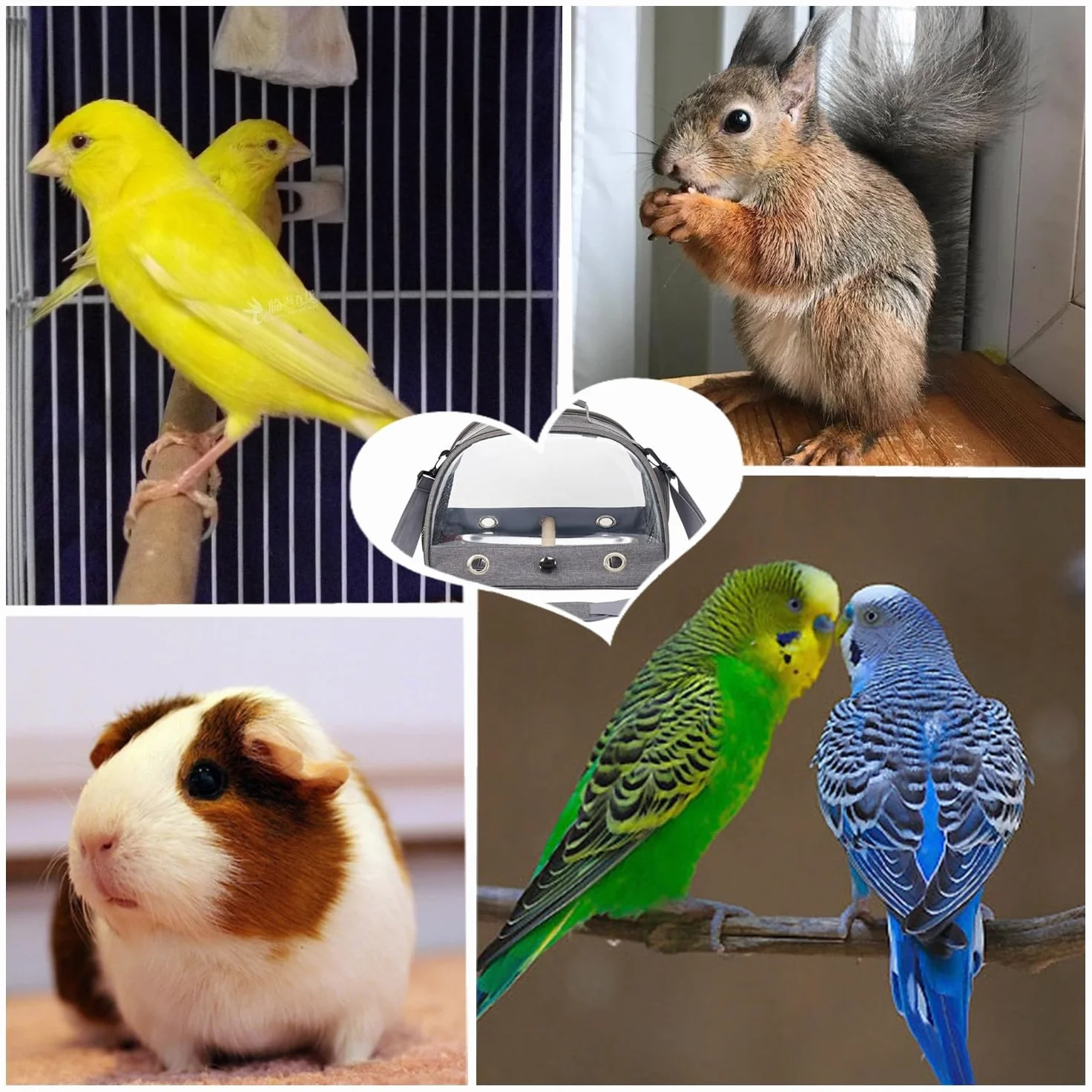 Trasportino da viaggio per uccelli con posatoio e vassoio, traspirante, pieghevole, per piccoli uccelli, pappagalli, parrocchetti, piccoli animali, per viaggi, escursioni