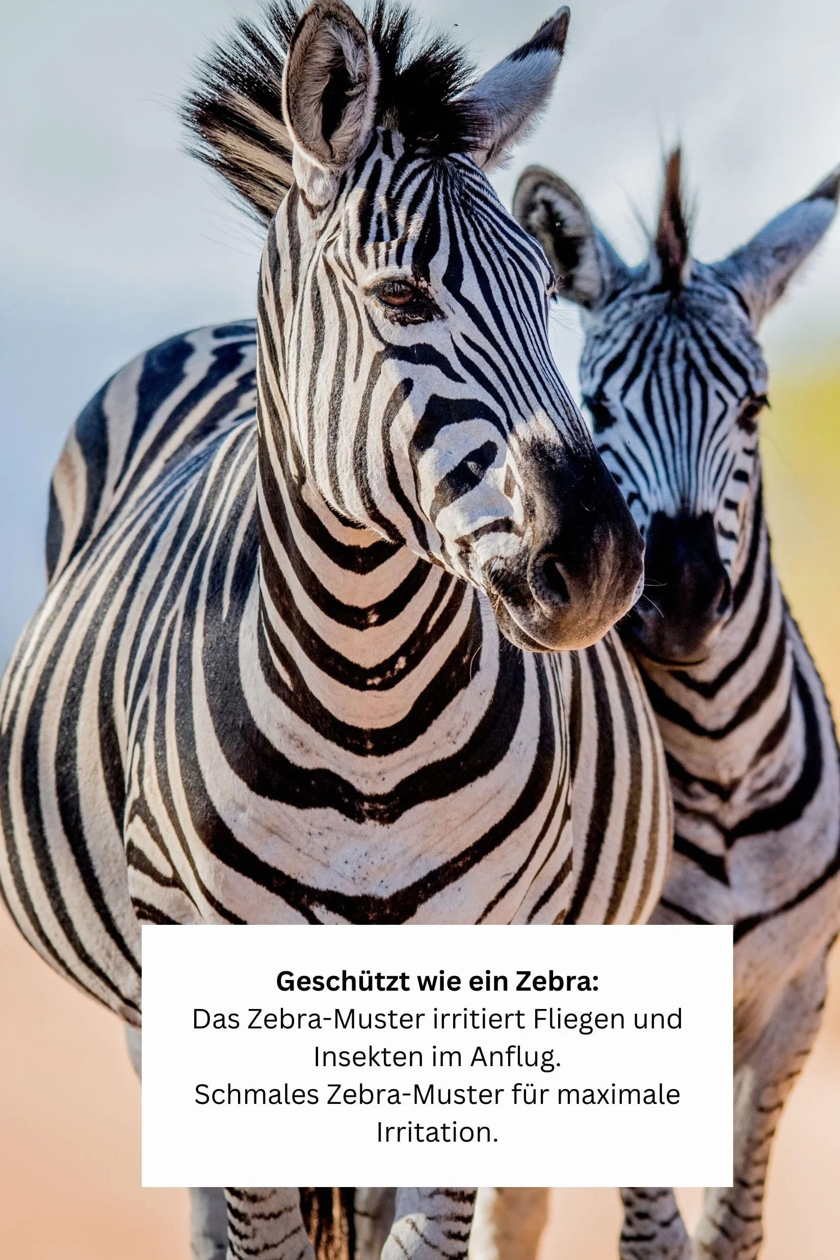 HKM Coperta per mosche con collo zebra, misura M