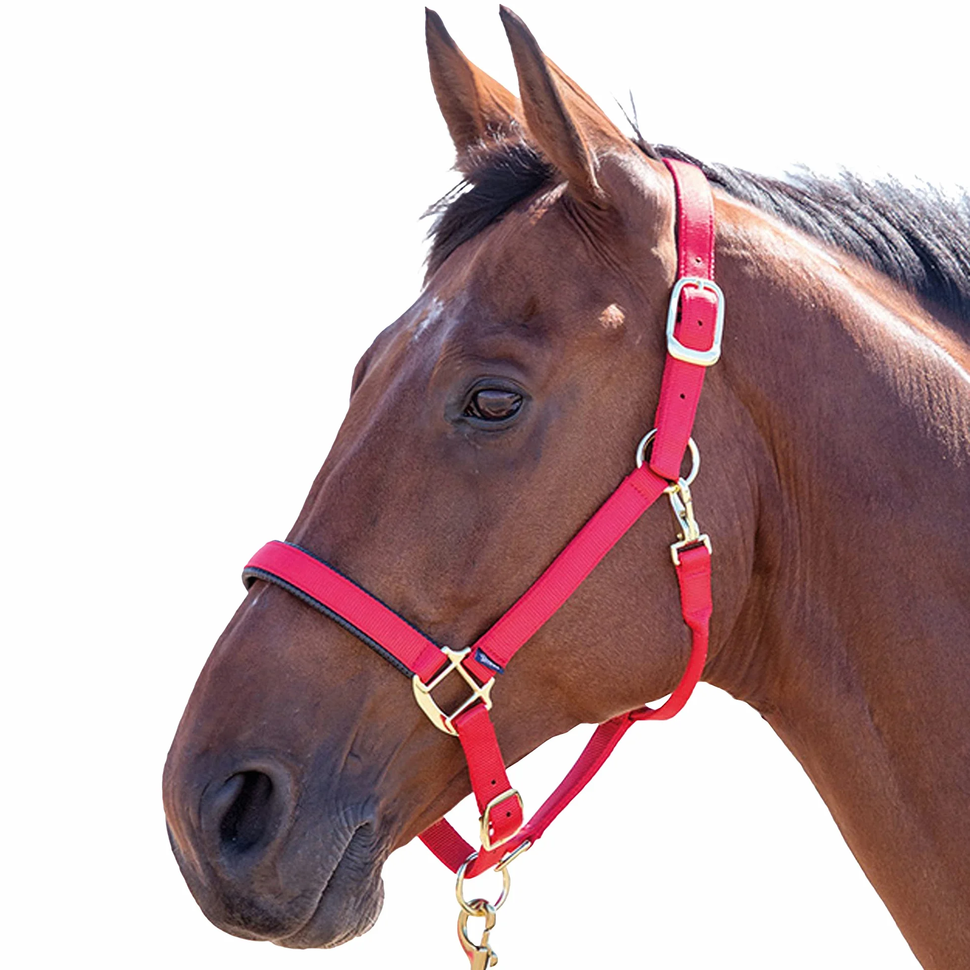 Shires, brigilia Topaz 387 in nylon, Blue, Cob
