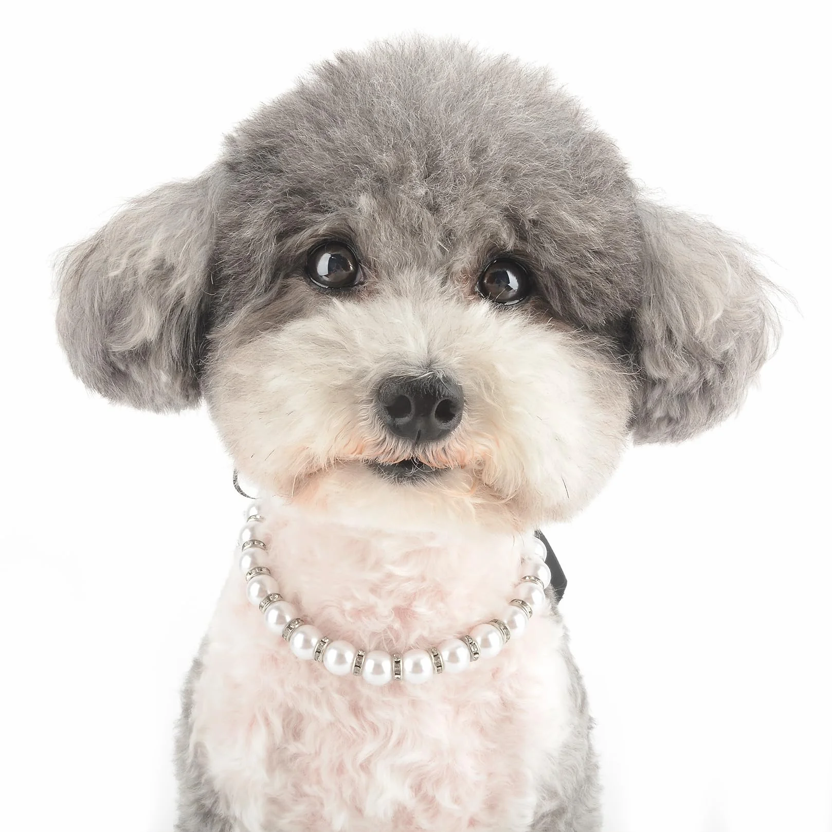 Bling strass collana per cani piccola taglia gatti regolabile con perle fantasia papillon chihuahua York