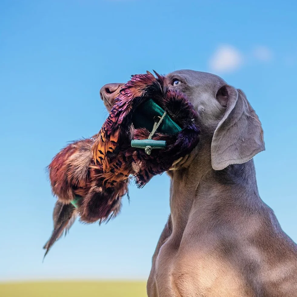 Romneys Fagiano, manichino da 500 g, con vero abito in piuma, ideale per l'addestramento dei cani da caccia | manichino selvatico | galleggiante