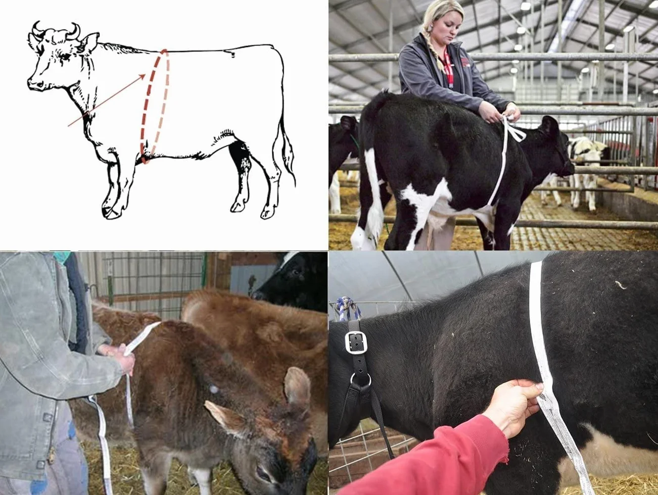 WINTAPE Metro a nastro per cavalli (2,2 metri), cavallo e pony, peso del metro a nastro, portatile, per cavalli