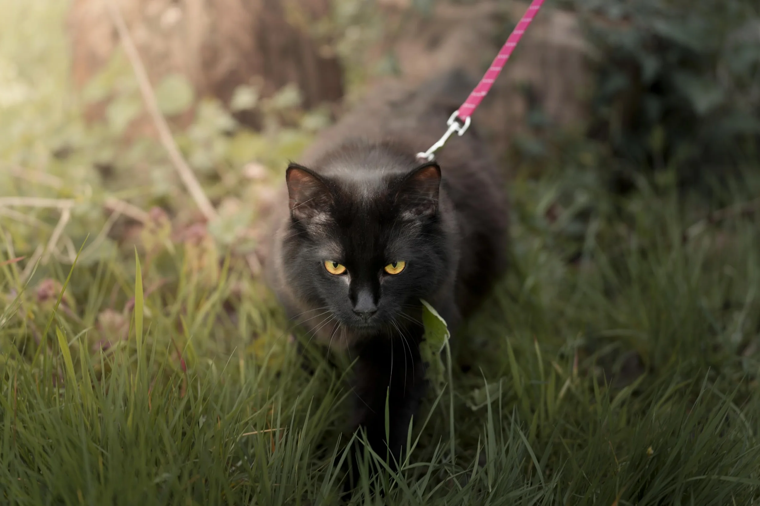 pettorina gatto - Elza nero - 22-32cm - 27-46cm - guinzaglio 110cm - nylon regolabile - riflettente - con moschettone