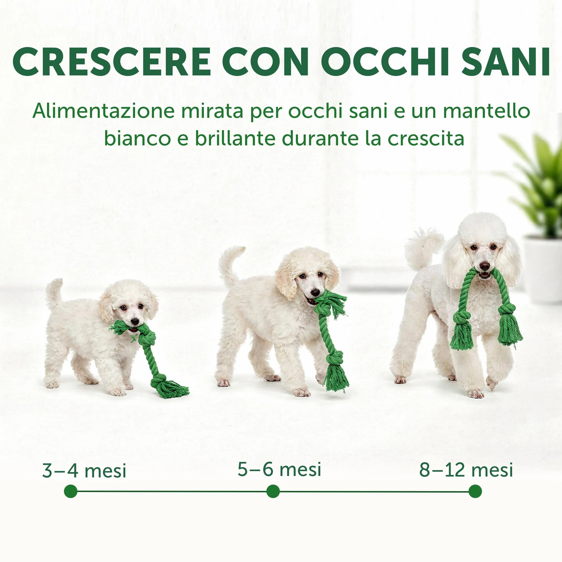 Nature’s Protection Superior Care Crocchette Cani ad Alto Contenuto Proteico - Cibo per Cani Junior Bianchi Ipoallergenico con Pesce Bianco - Omega 3 e 6 - Contro le Macchie da Lacrimazione (1,5 kg)