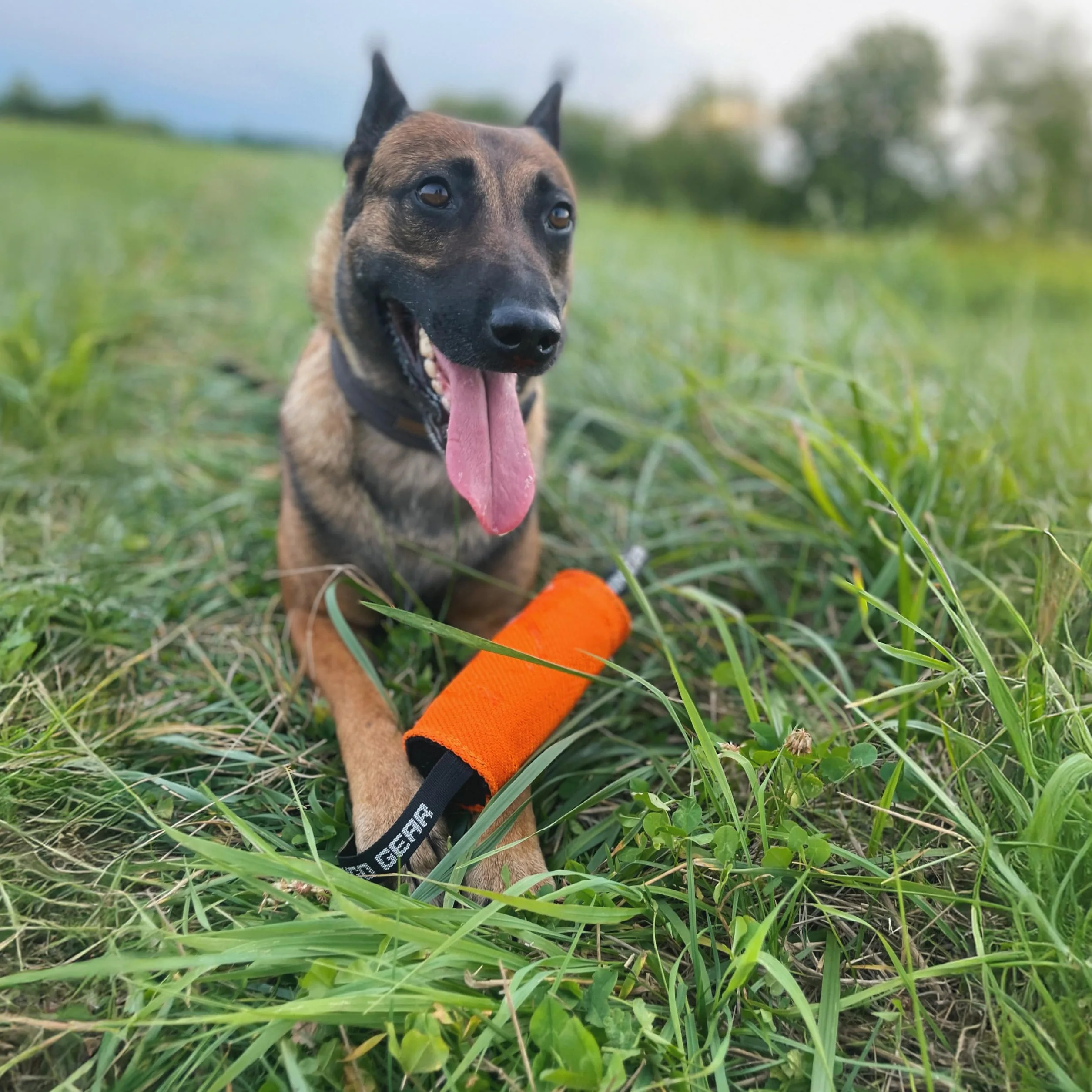 Dingo Gear S02805 - Giocattolo da Traino, a Forma di Cilindro, per lezioni di morso K9, IGP, Sport per Cani, Recupero, tiro alla Fune, Gioco, 2 Manici, Culla in Nylon Arancione, 15 x 8 cm