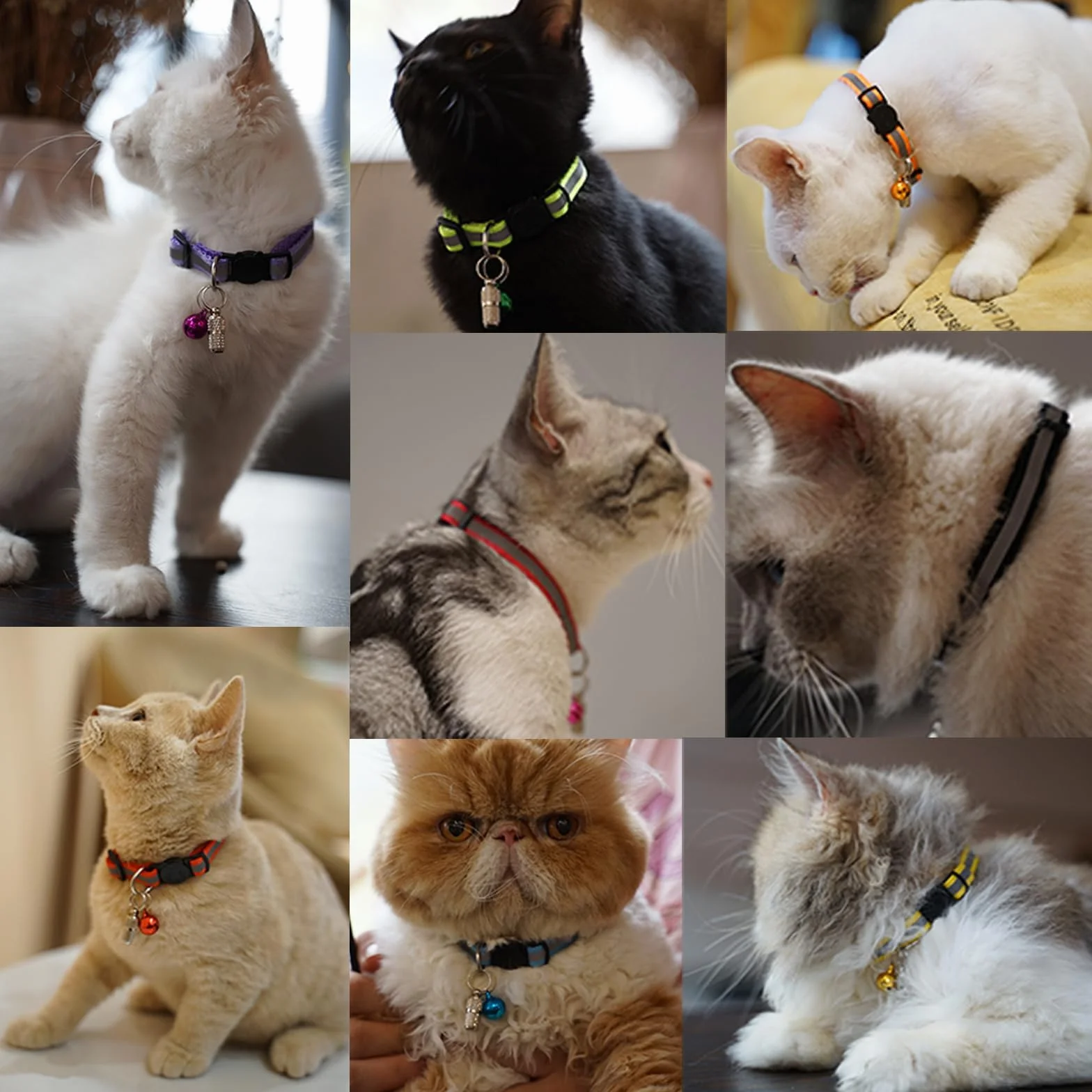 12 Pcs Collare Gatto Riflettenti,Collari per Gatti Antistrozzo con Campanellino,Regolabile 19-32 cm,Sicuro,Nylon,Personalizzato Accessori Animali Domestic(12 Colori e 2 Etichette Anti-Perso)