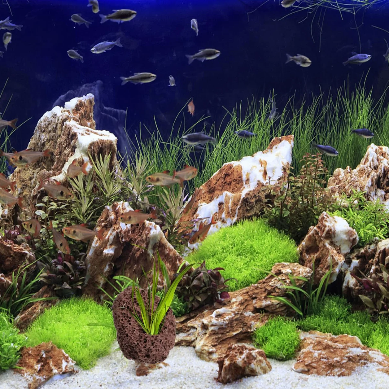 Happyyami Rocce Vulcaniche Naturali per Acquario 6 Pezzi Supporto Fisso per Piante Acquatiche Decorazioni di Pietra Lavica per Serbatoio Pesci E Gamberetti Ornamenti Acquario