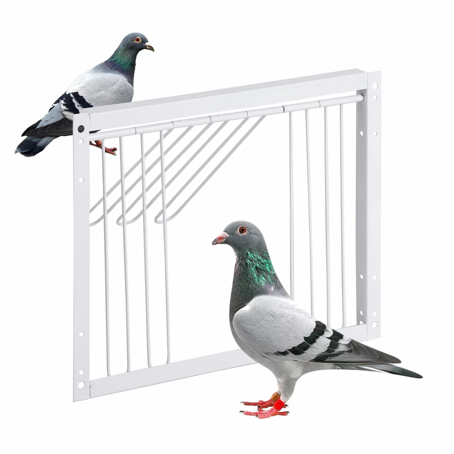 T-Trap - Porta d'ingresso per animali domestici, usa e getta, per piccione da corsa, piccione, porta d'ingresso in ferro, pappagallo, accessorio per l'allevamento di uccelli, 33 x 26 cm