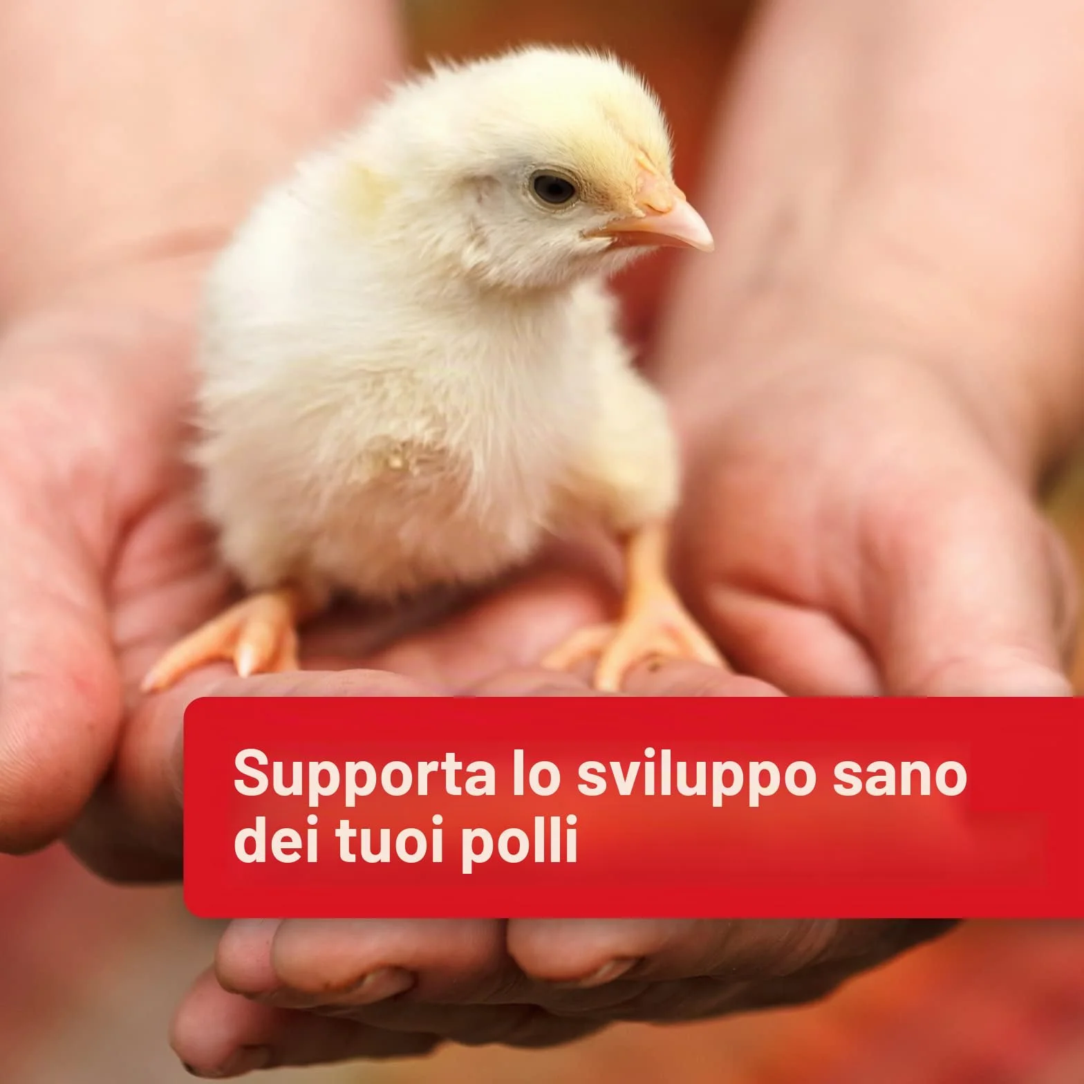 Quiko Hobby Farming Mangime per Uova Pollo 2 kg - Mangime concentrato e condizionato ricco di proteine per polli, quaglie e pollame come le galline ovaiole - Con vitamine e miele