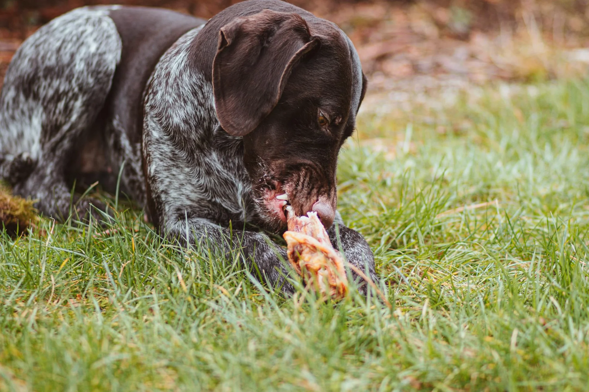 DIBO Orecchie di maiale, 10 pezzi in sacchetto, piccolo snack o dolcetti per alimenti per cani, articoli da masticare di qualità senza prodotti chimici