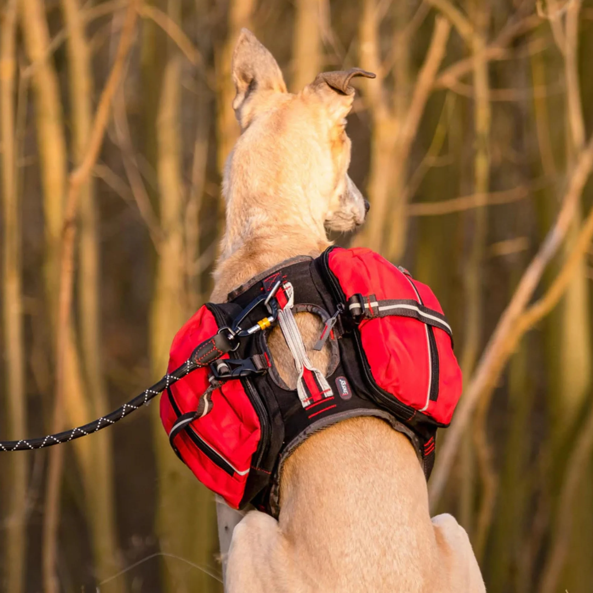 iEnergy Zaino per cani MAL - Zaino per cani - Zaino resistente alle intemperie per cani - Zaino da trekking ben imbottito, Rosso, Piccolo