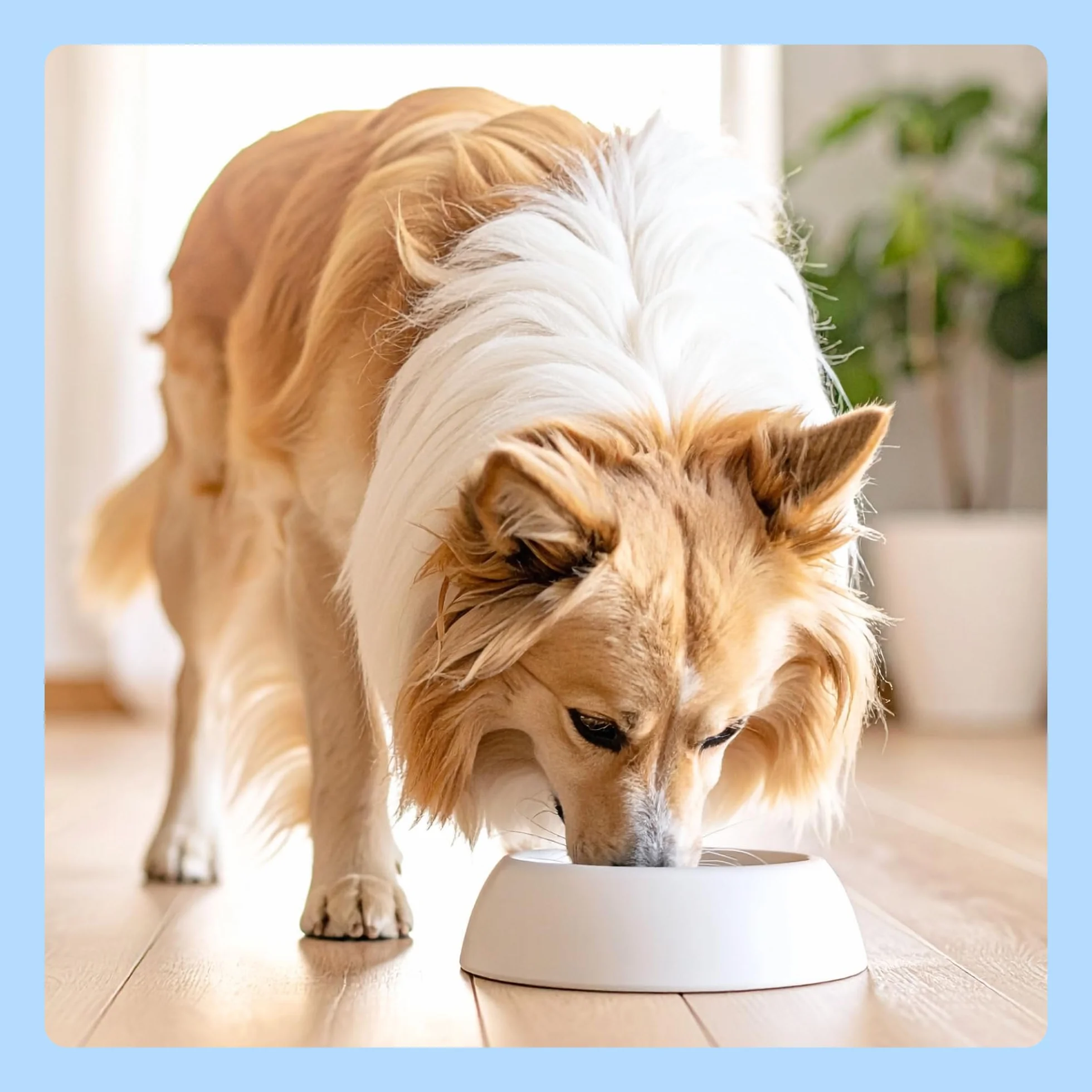 Cibo umido per cani by Amazon, bocconcini di manzo in salsa, 6 x 1,24 kg