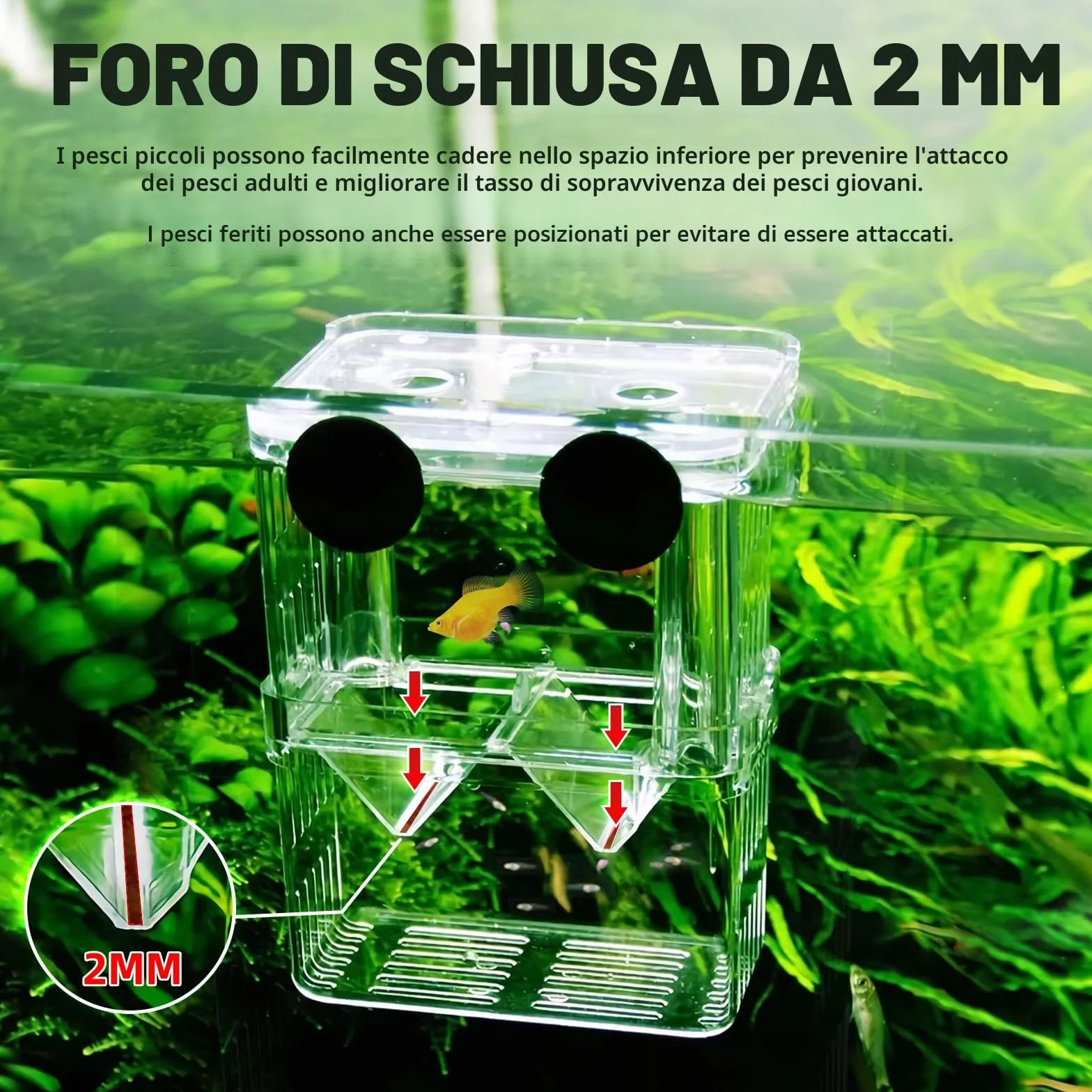 Acquario Serbatoio di Incubatore, Scatola di allevamento di dell'incubatore della scatola, con scomparto isolante accessori per piccoli pesci, gamberetti, pesci pagliaccio, guppy (M)