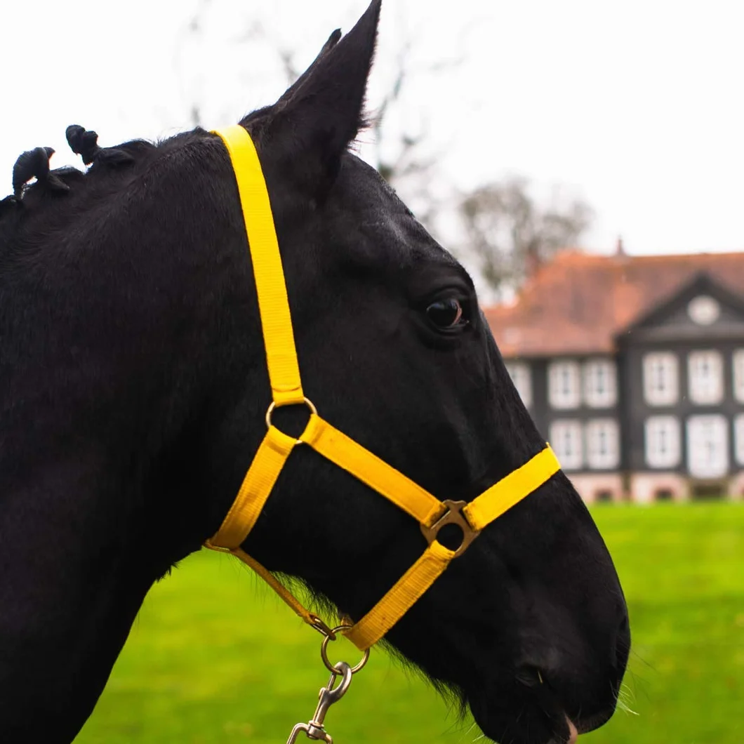 Cavezza per cavallo, sangue caldo, purosangue, sangue freddo – cavezza per stalla, cavezza per pascolo, 2 regolazioni su sottogola e nuca – sicura e antistrappo (giallo, pony)
