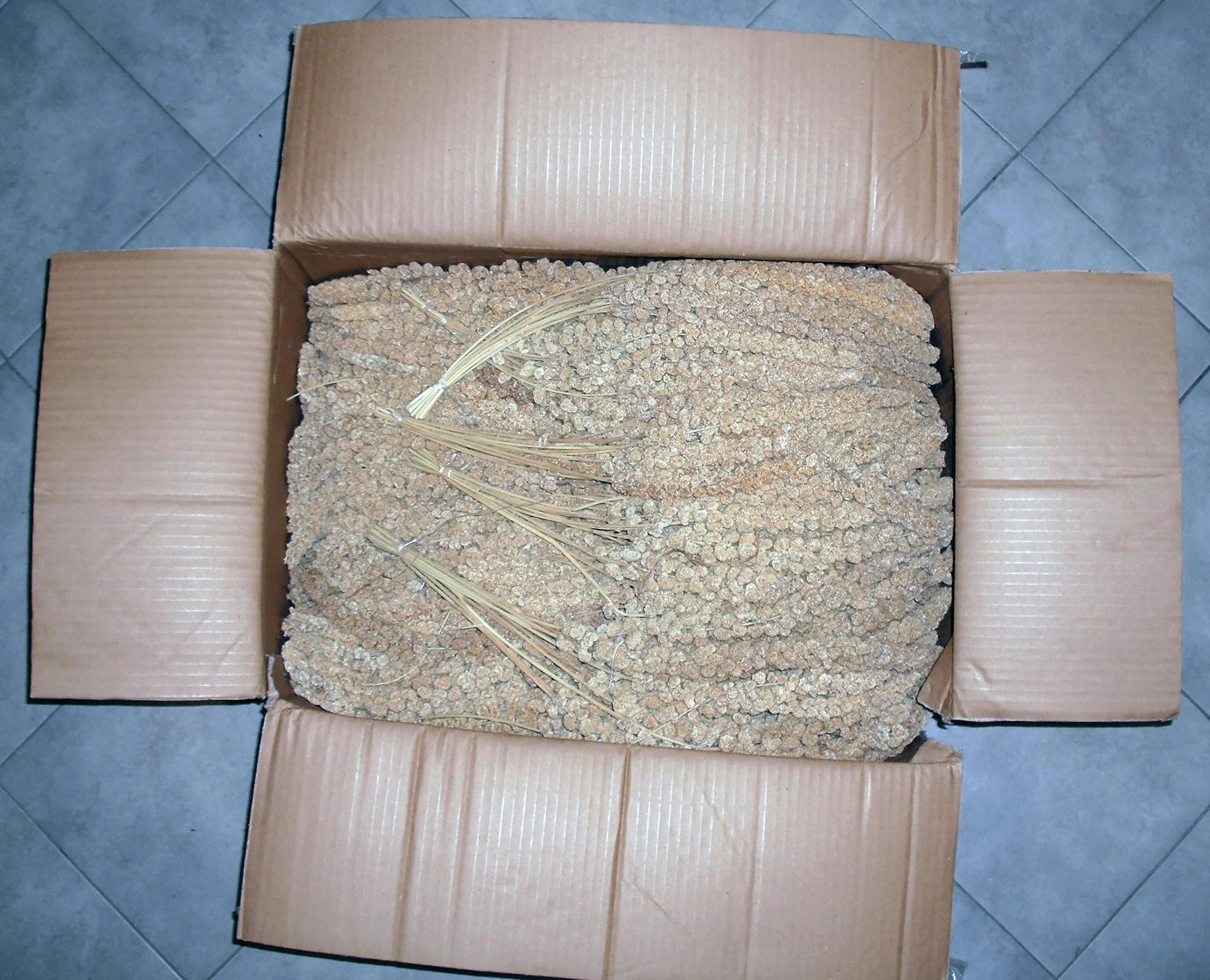 Spighe di Panico da 3 kg Sfuse Esotici, cocorite, ondulati, pappagalli