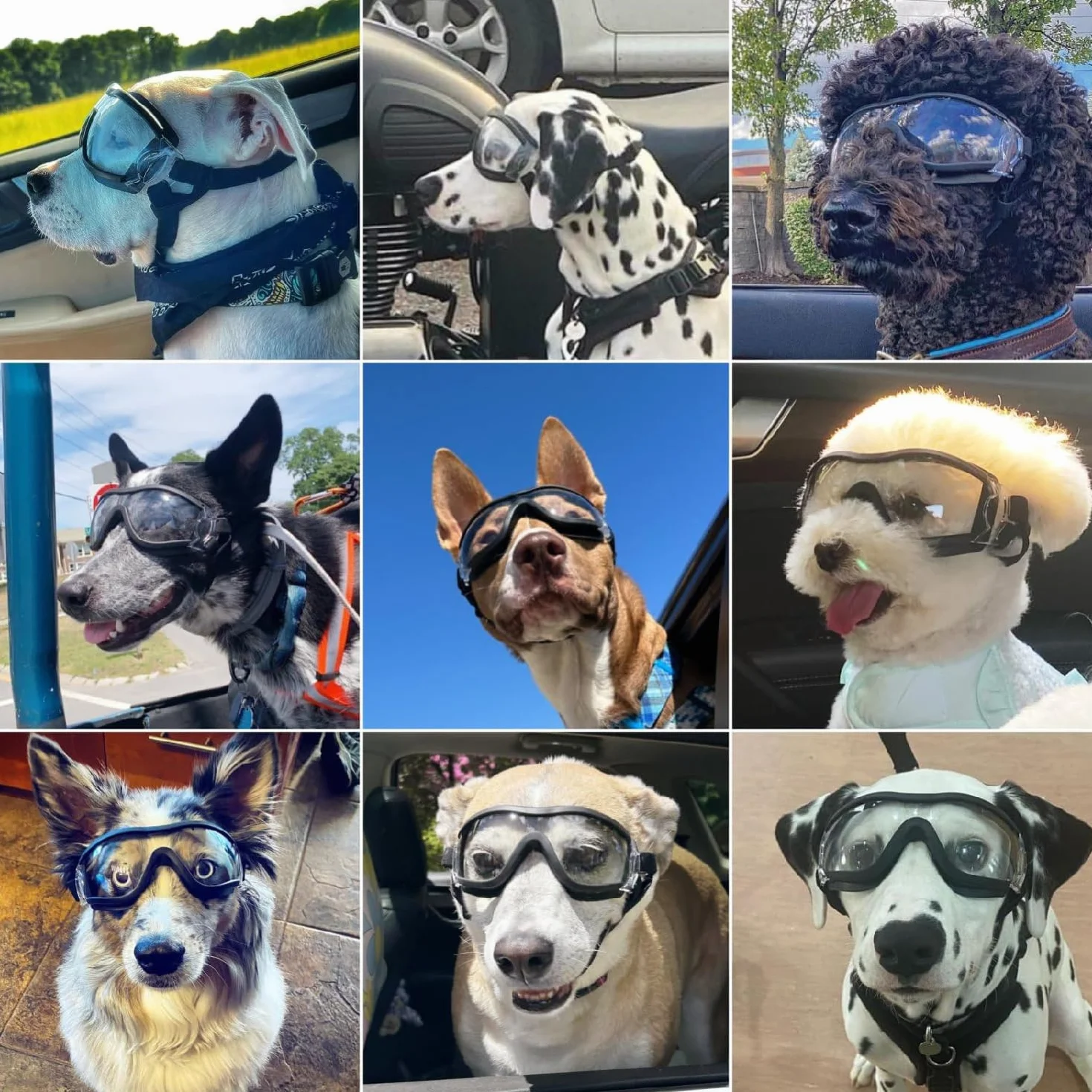 occhiali da sole per cani, occhiali protettivi per cani di taglia grande, occhiali da sole con protezione UV, occhiali da sole regolabili per cani, occhiali protettivi per cani di taglia