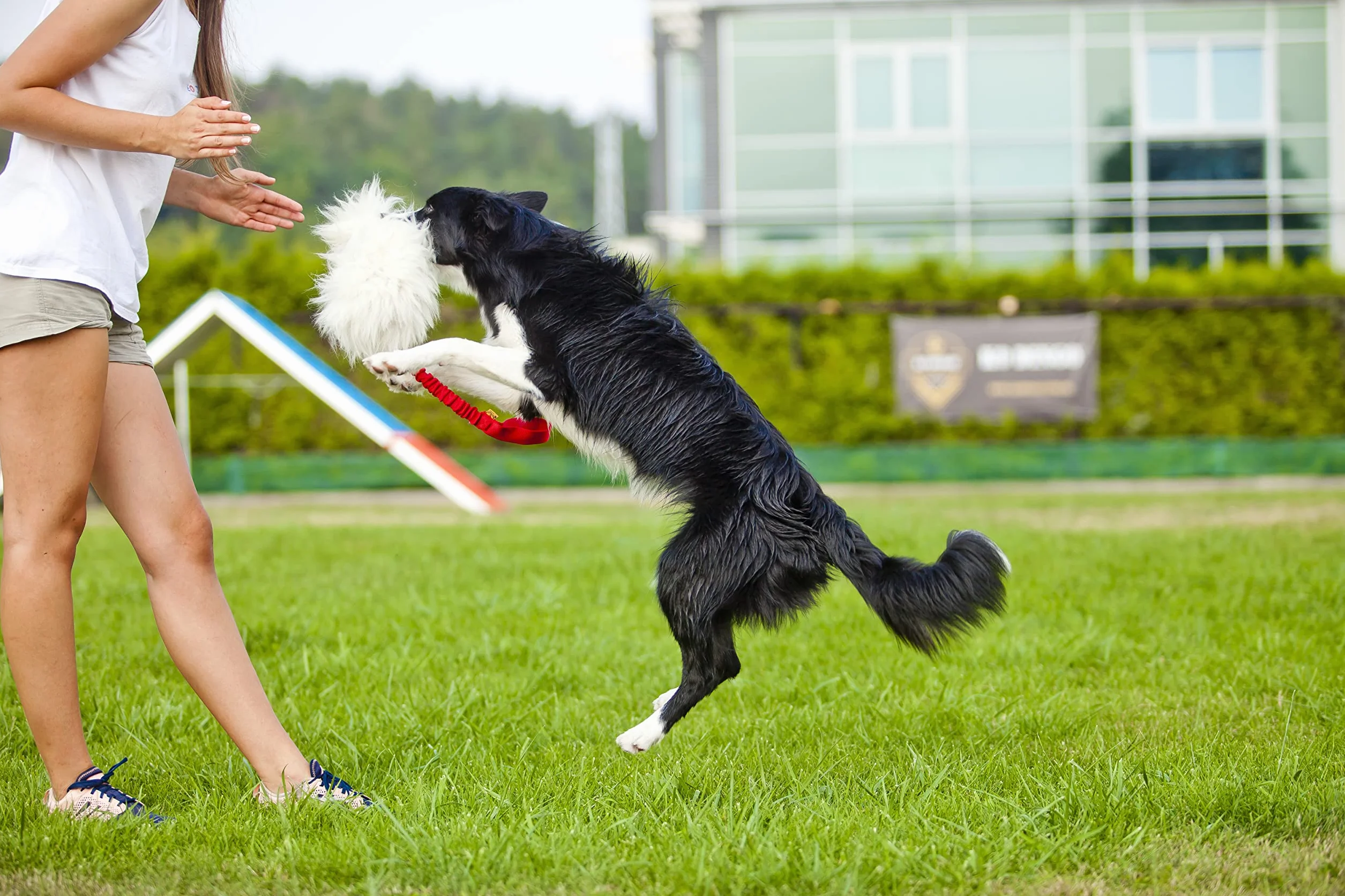 DINGO cane giocattolo - pelle di pecora con elastico rosa, rimorchiatore di ricompensa di motivazione agilità per allenamento e divertimento 15580