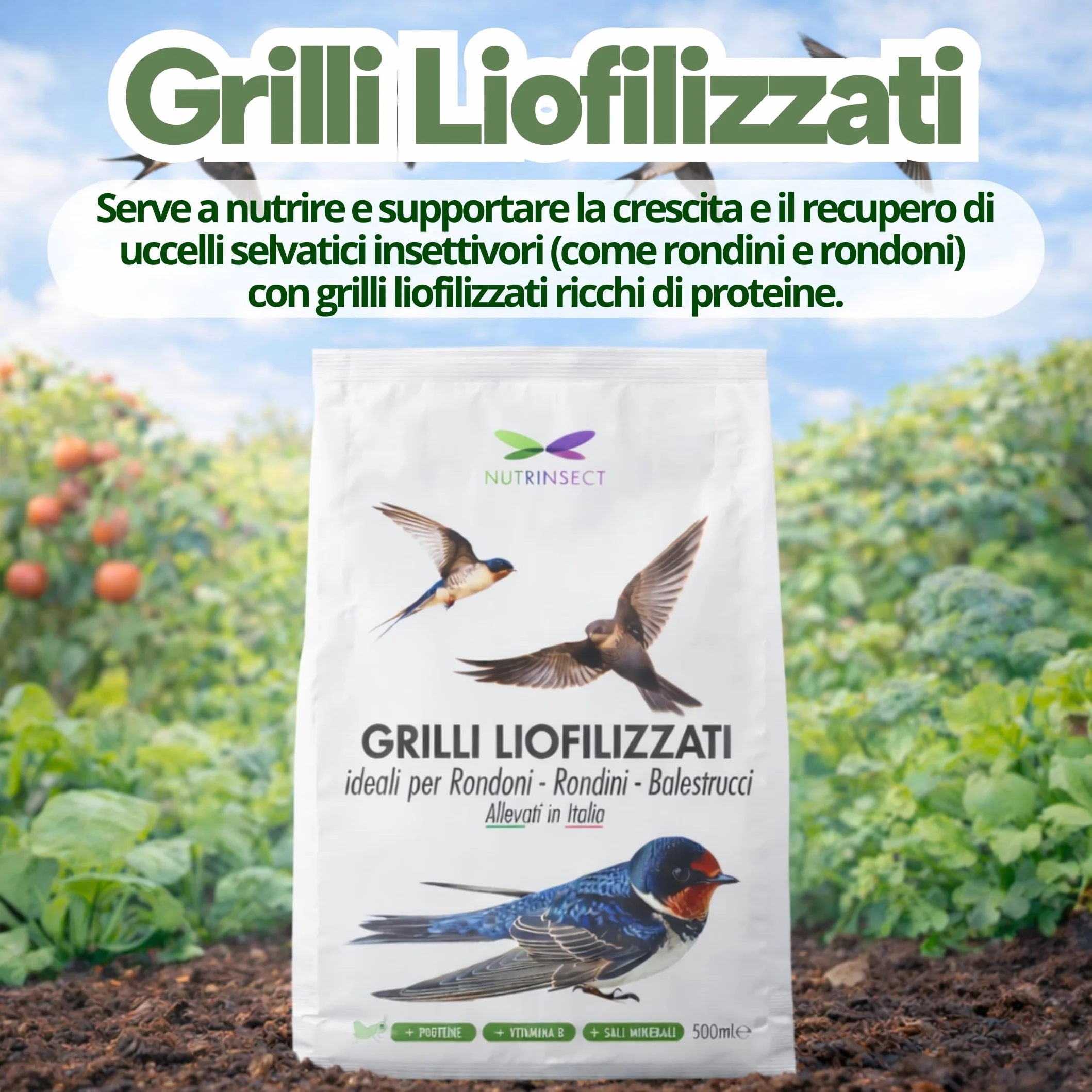 Grilli Liofilizzati 500ml Mangime Uccelli Selvatici Rondini Rondoni Balestrucci Insettivori
