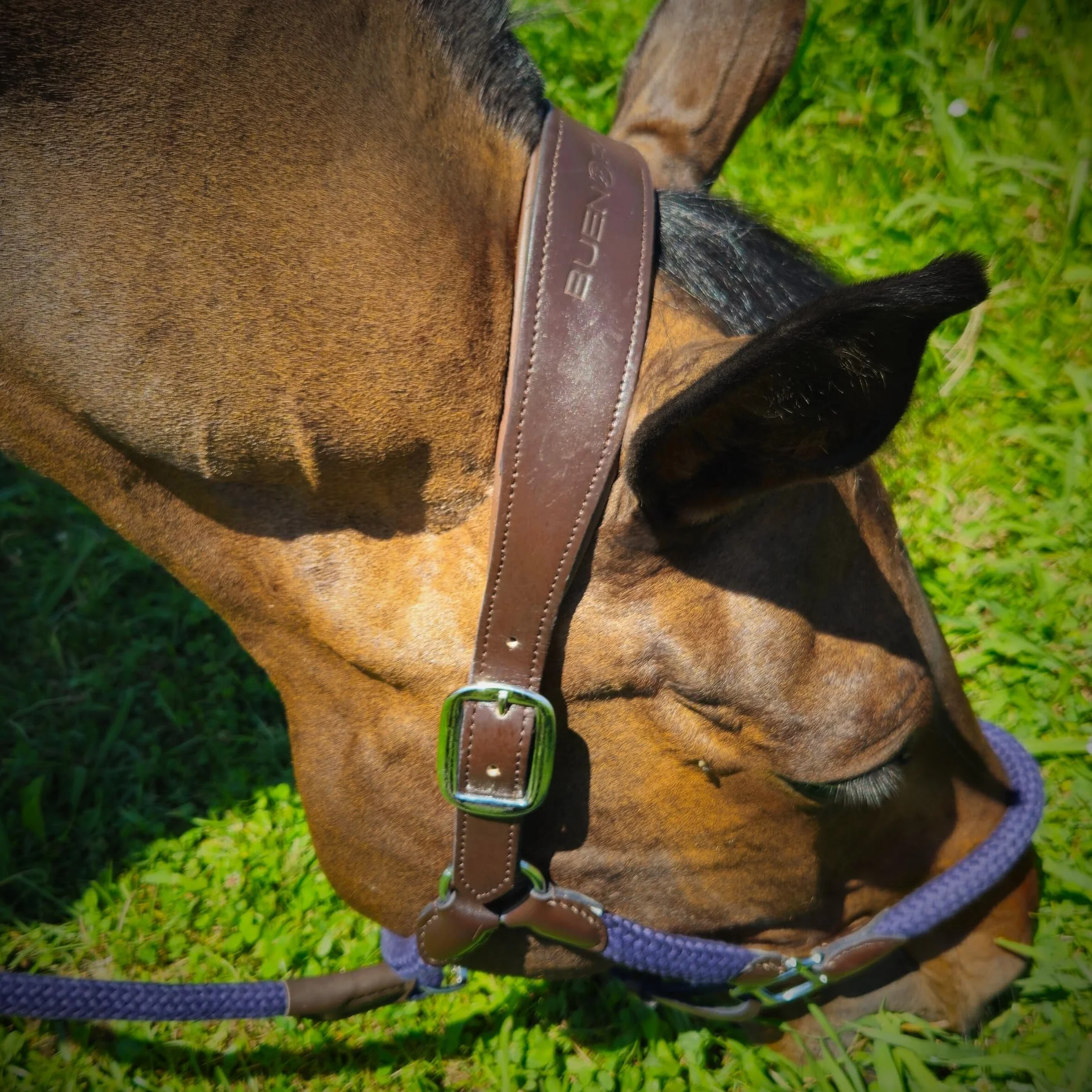 capezza cavallo con lunghina cavallo abbinato - cavezza per cavallo premium - in cuoio e cotone - sovracapo anatomico - taglia full