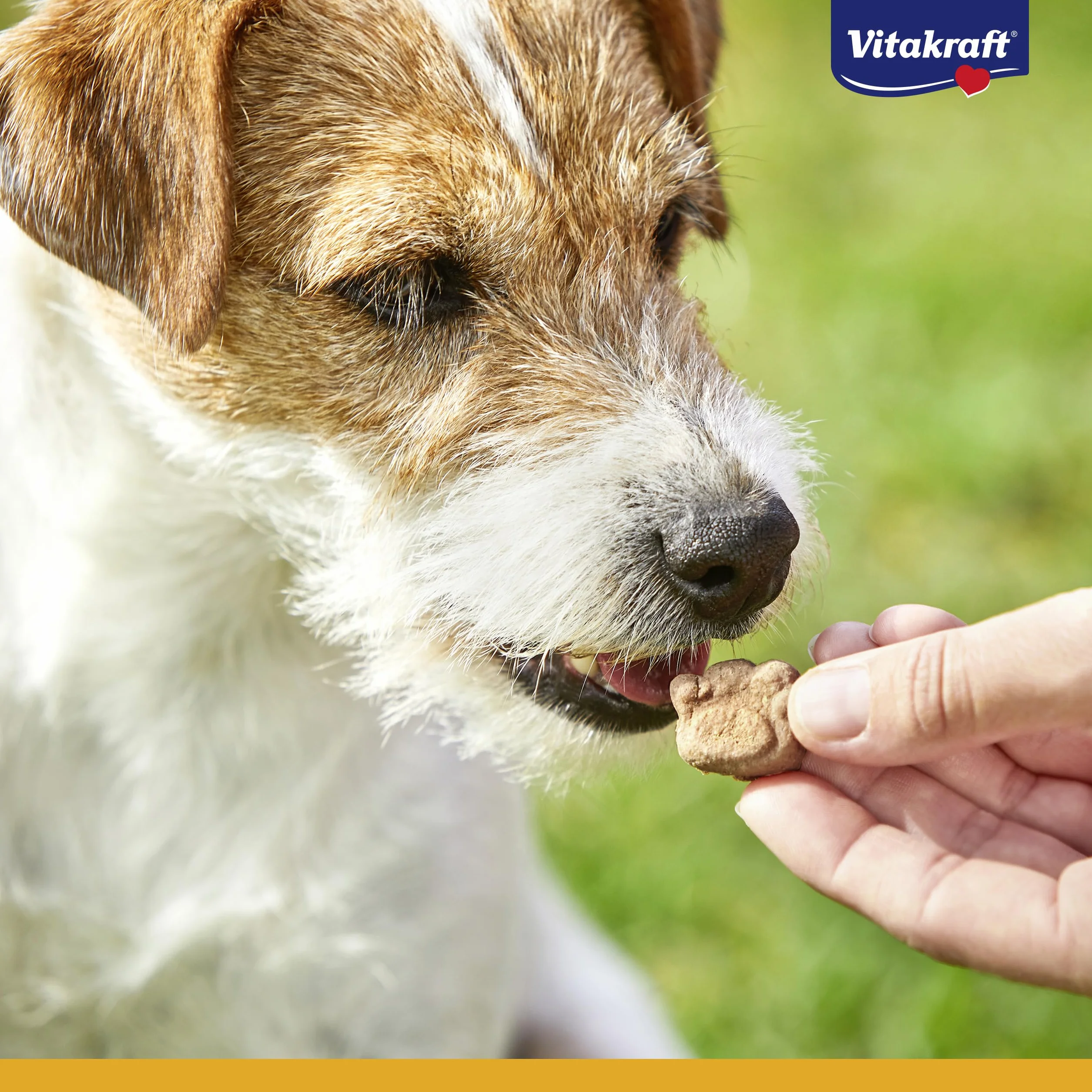 Vitakraft Noshies, leccornie per cani, con pregiata carne di tacchino, ideale per una coccola, vitamine per la pelle e il pelo, senza l'aggiunta di zuccheri e cereali (1x 90g)