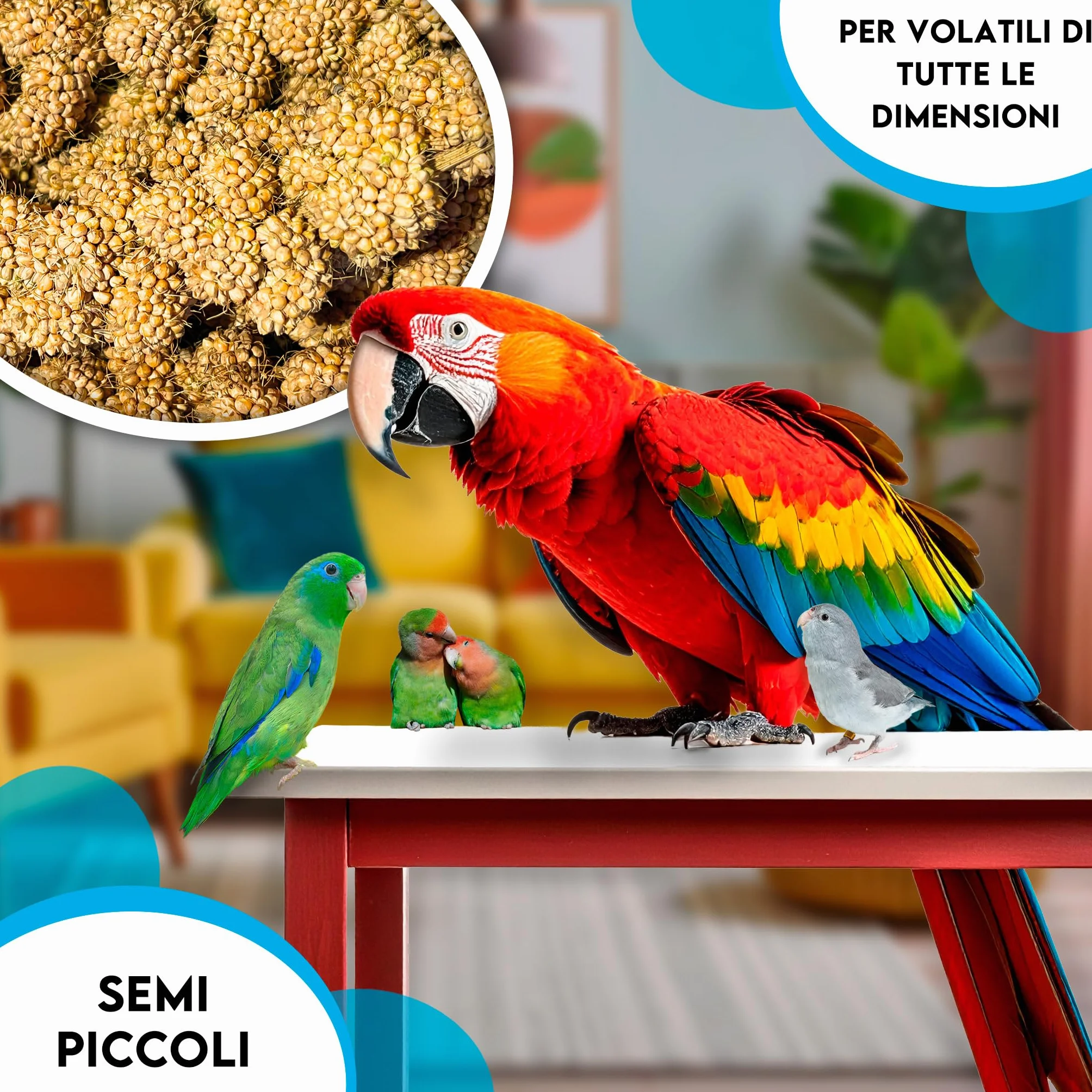 ZOMAPET spighe di panico per pappagalli 1Kg, mangime naturale per cocorite e uccelli esotici Made in Italy