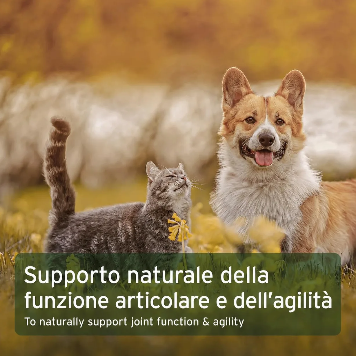 AniForte Artiglio del Diavolo - Articolazioni Attive 500g per Cani e Gatti, Integratore Naturale dell'Agle del Diavolo Africano per Il Movimento, per Supportare Articolazioni Agili e Flessibilità