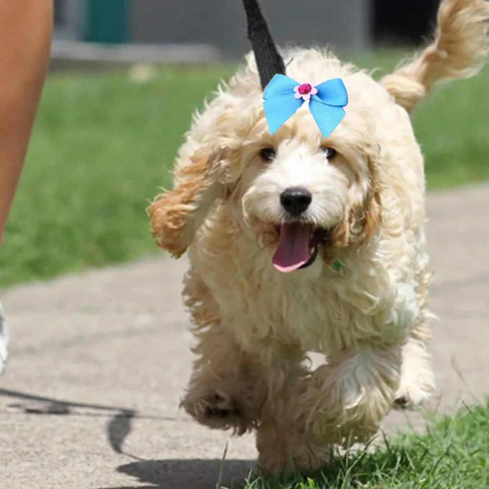 50 Pezzi Fiocchi per Capelli di Cani,Fiocchi per Cani con Elastici in Gomma,Fiocco Peli di Cane per Capelli Lunghi,Motivo Casuale