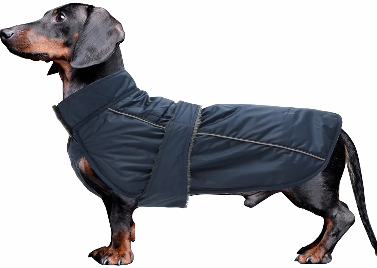 MOREZI Impermeabile bassotto, strato esterno impermeabile, fodera in pile, finiture riflettenti, cintura regolabile, adatto a cani di piccola e media taglia-Blu navy-S