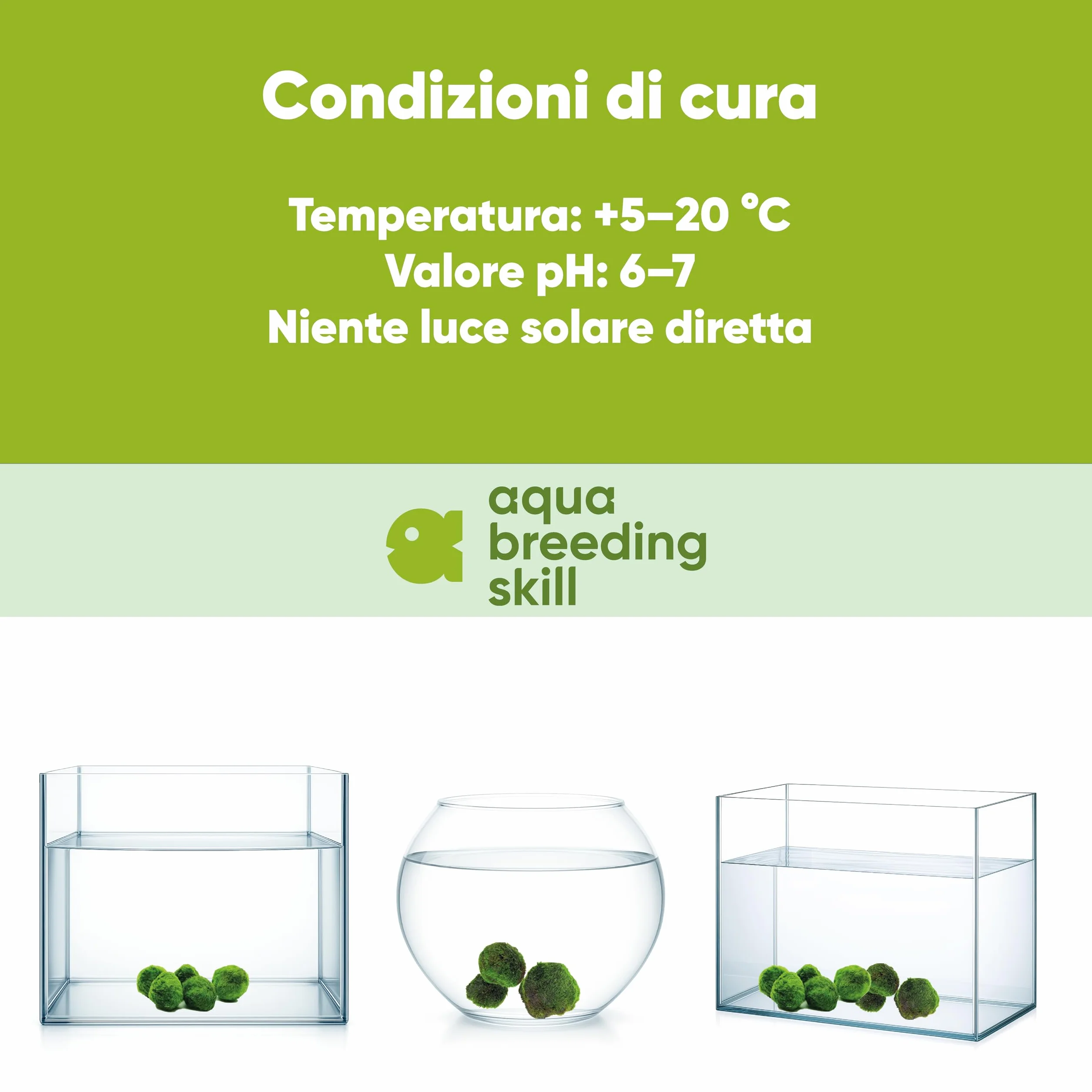 AquaBreedingSkill Set di 3 alga palla Marimo viva 4–5 cm – piante vere per acquario dolce, pianta acquario vera naturale, marimo alga regalo