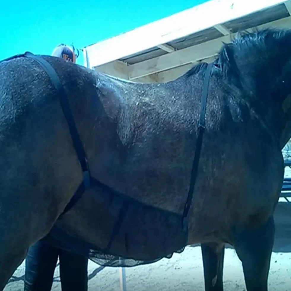 Guardia della pancia del cavallo, Guardia del ventre della mosca del cavallo, Addome del cavallo regolabile Protezione ventilata Pancia traspirante Rete per la copertura del tappeto per adulti Weiting