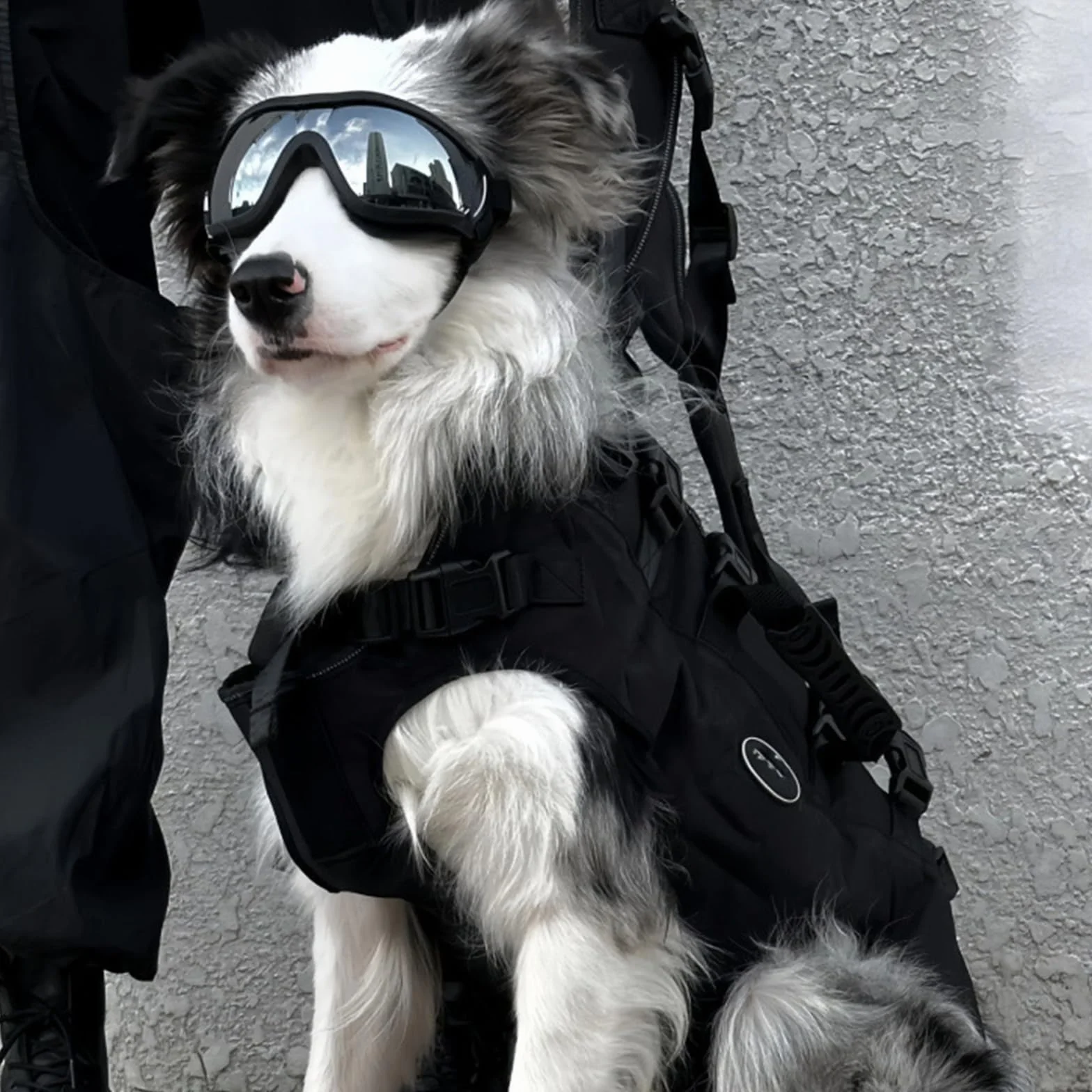 2Pezzi Occhiali per Cani, Occhiali Cane, Protezione UV Occhiali da Sole Cane, Antivento Occhiali da Sole per Cani di Taglia Media o Grande Attività all'Aperto, Guida, Arrampicata(Nero,Argento)