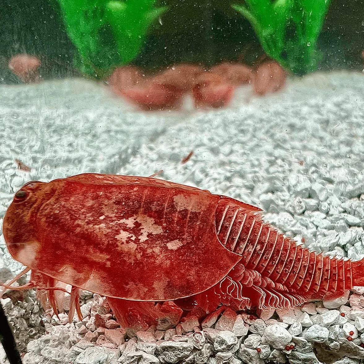 Triops Beni Kabuto EBI Albino Grasso di allevamento 300 uova