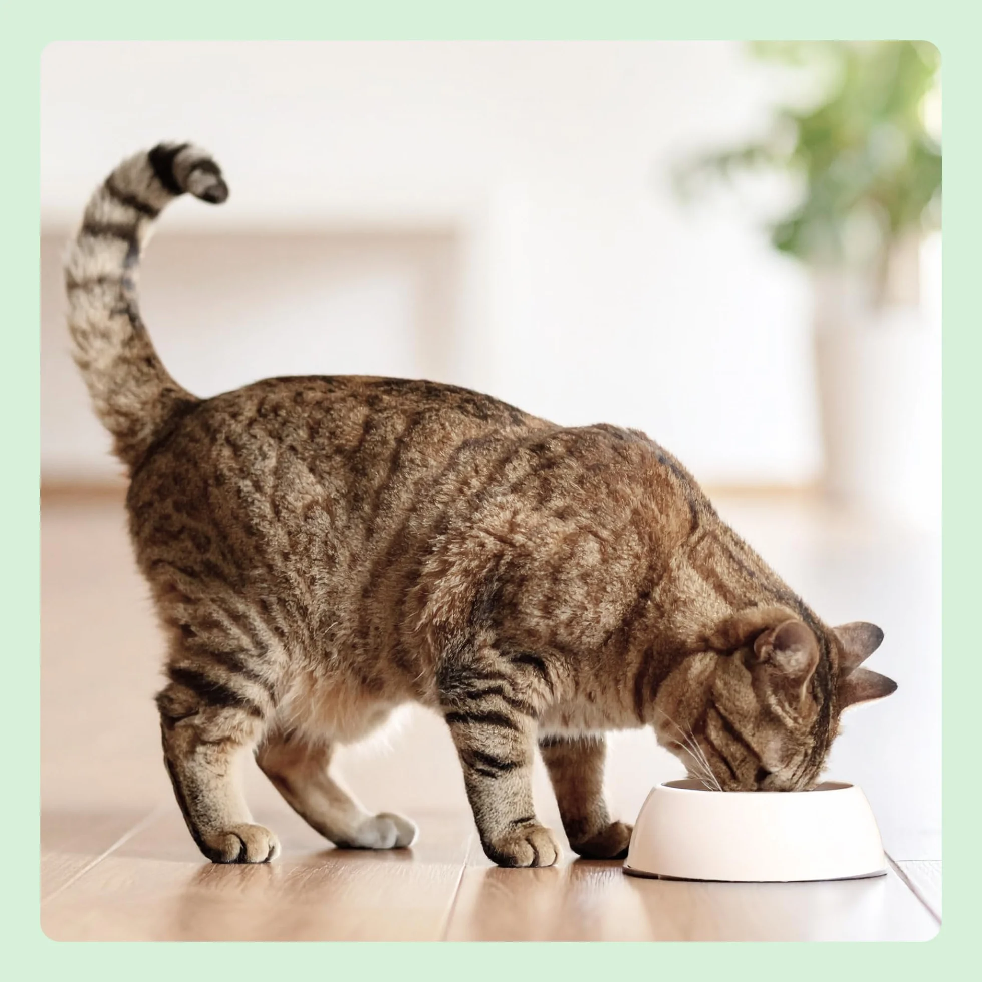 by Amazon Cibo umido per gatti senza cereali, in barattolo, paté di manzo, 12 x 400 g