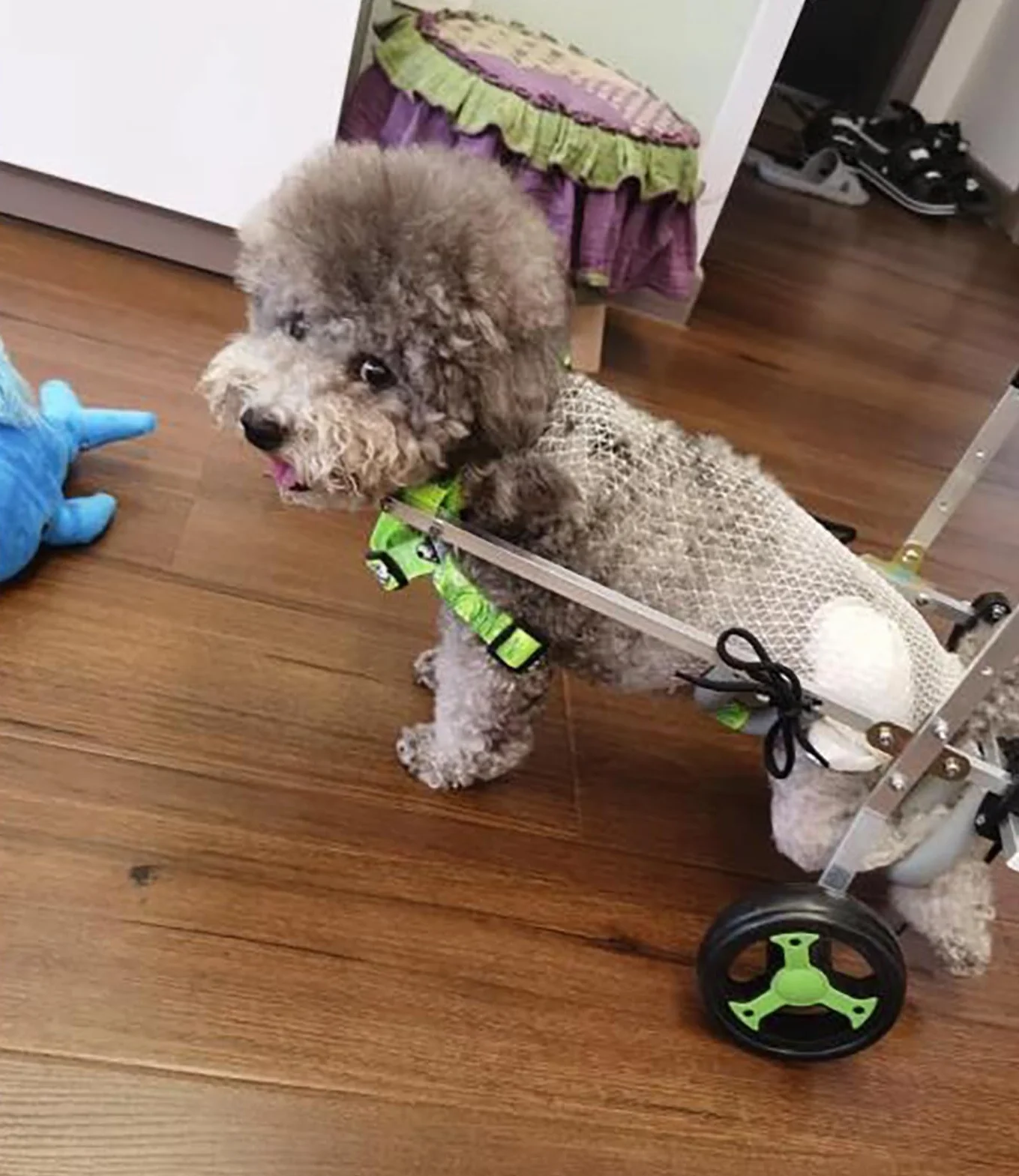 Carrello Cani Disabili Sedia a Rotelle Regolabile per Cani per Zampe Anteriori/Posteriori, Carrello per Animali Domestici in Alluminio con 4 Ruote Leggero, Assistente per Passeggiate con I Cani(XS)
