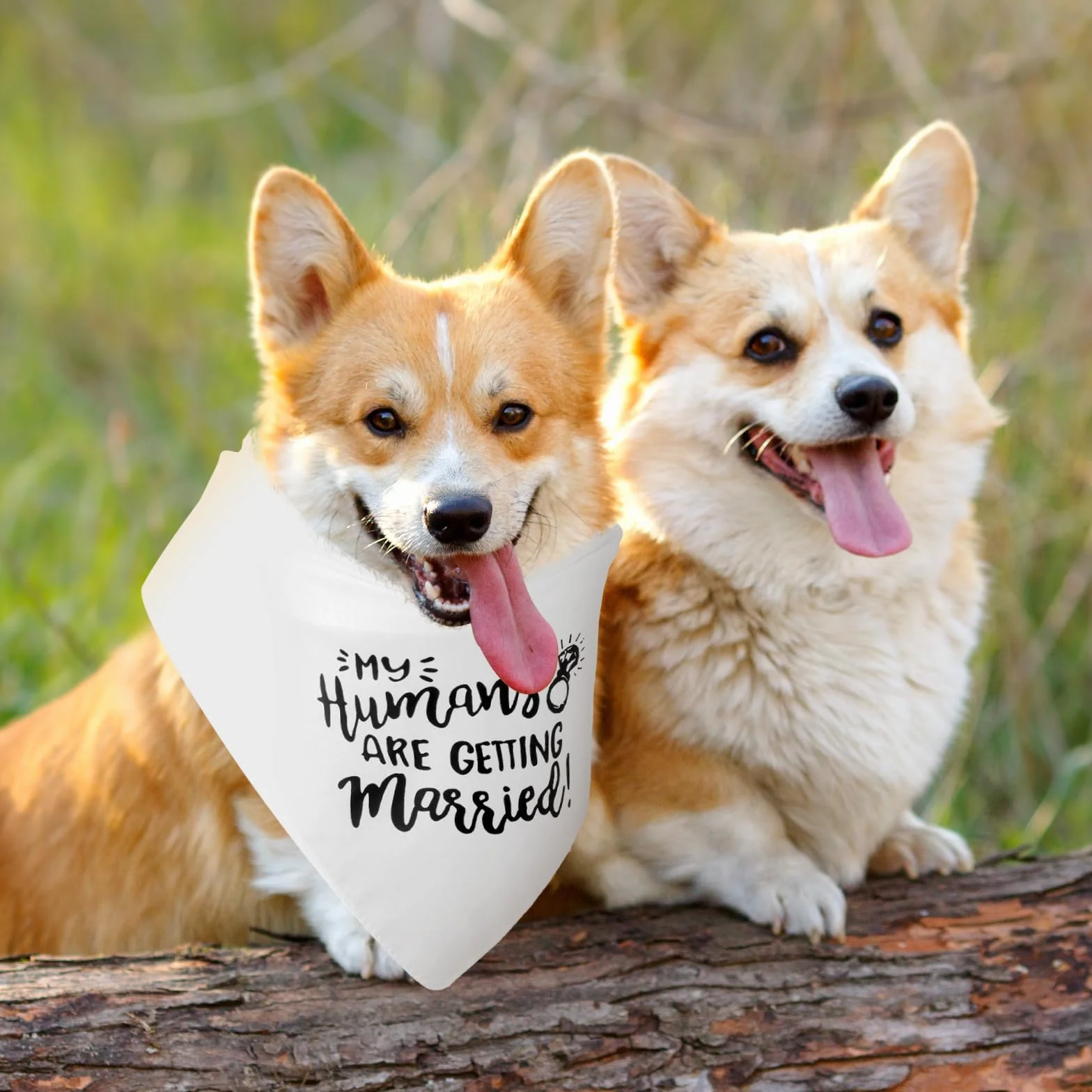Regalo di fidanzamento Bandana per cani My Humans are Getting Married Sciarpa per animali domestici Annuncio Accessori