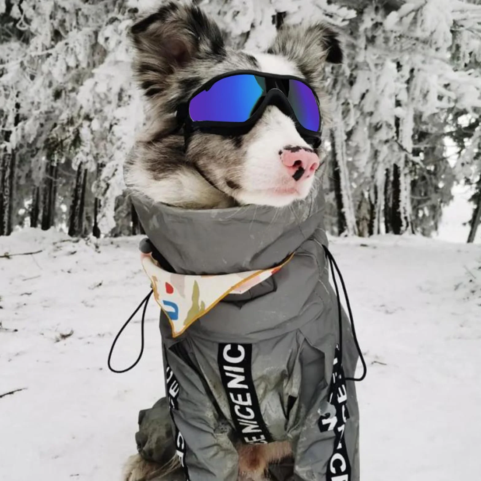 Occhiali per Cani Protezione UV Antivento Occhiali da Sole per Cani Taglia Media Grande Attività all'Aperto 2 Pezzi